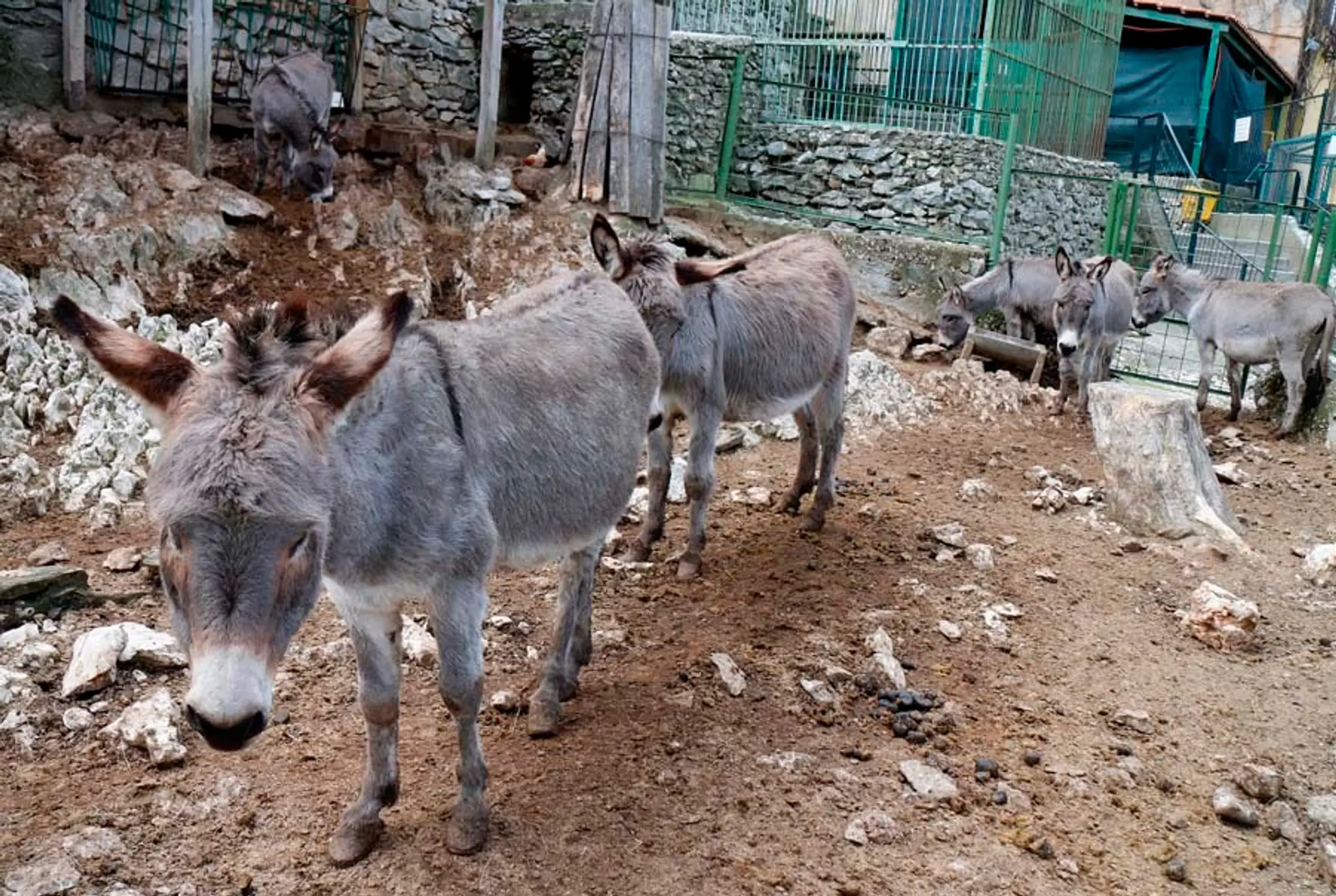 Najhoršia Zoo na svete v Splite
