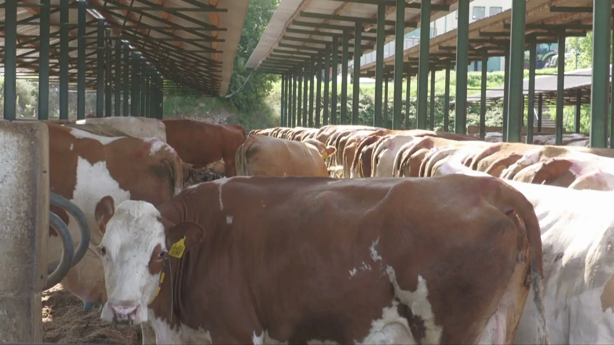 Hygienici a veterinári hľadajú zdroj nákazy Q horúčkou