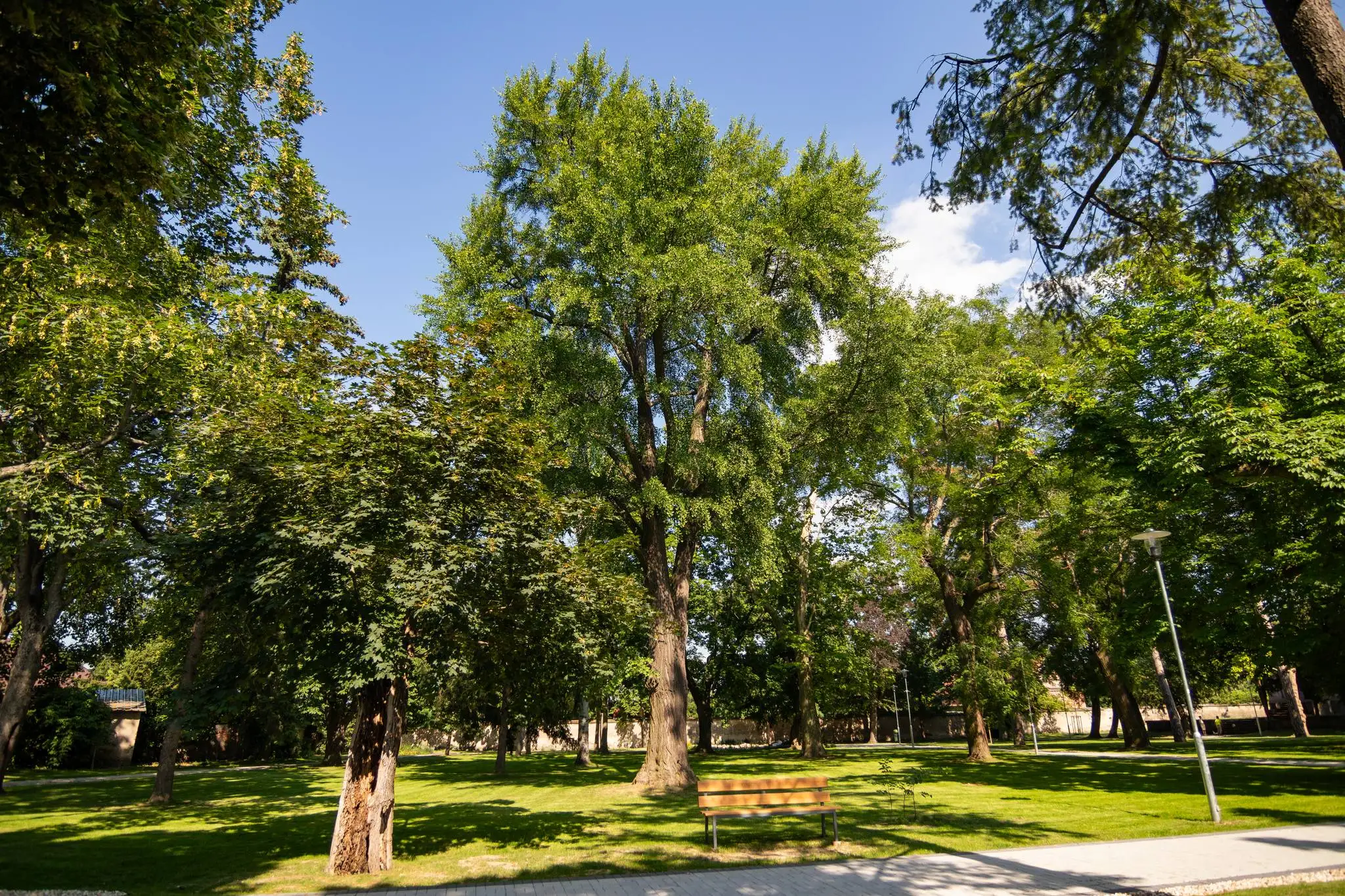 10. Ginko dvojlaločné (Ginko biloba)