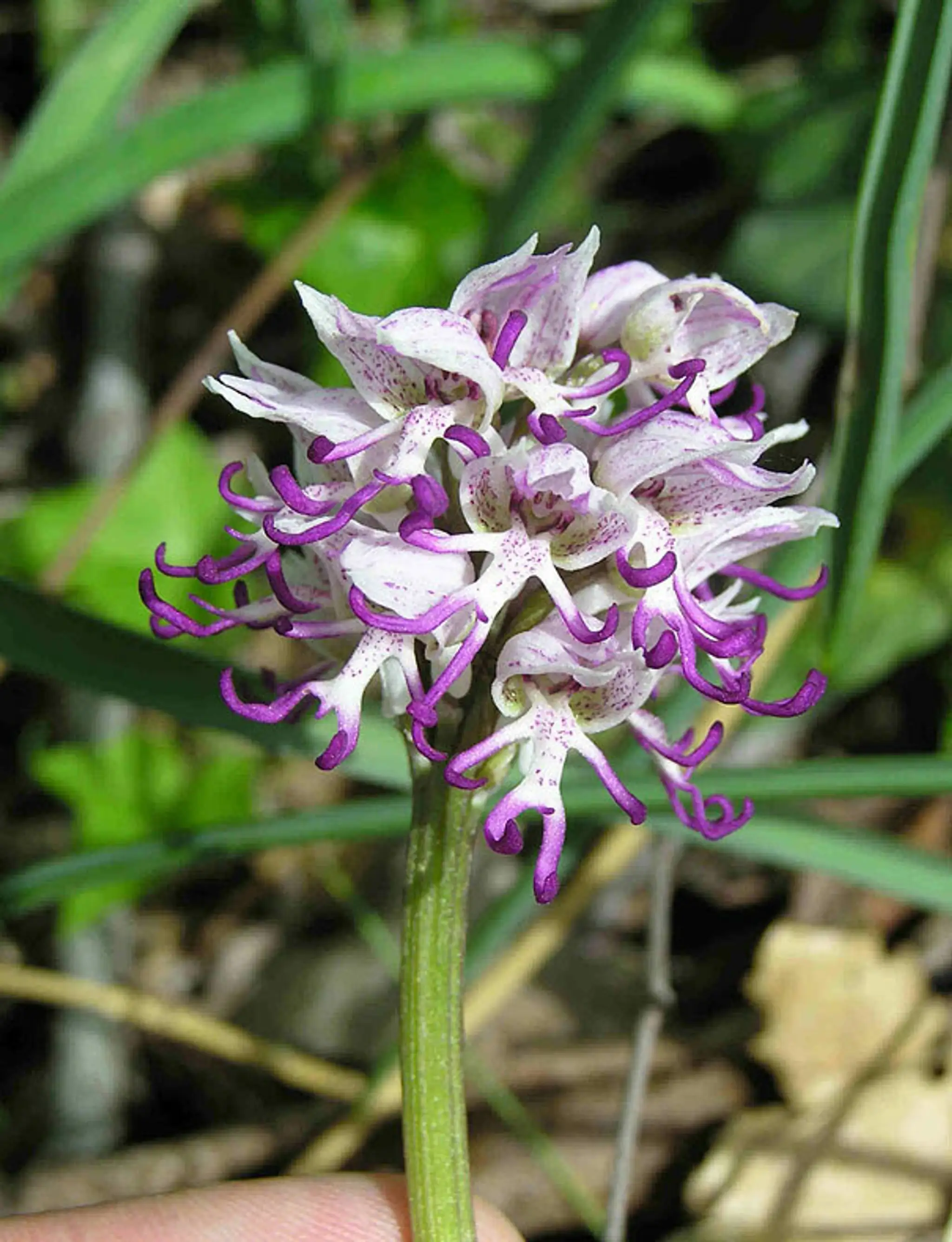 Kvet, ktorý vyzerá ako živý. Naked Man Orchid (Orchis Italica)