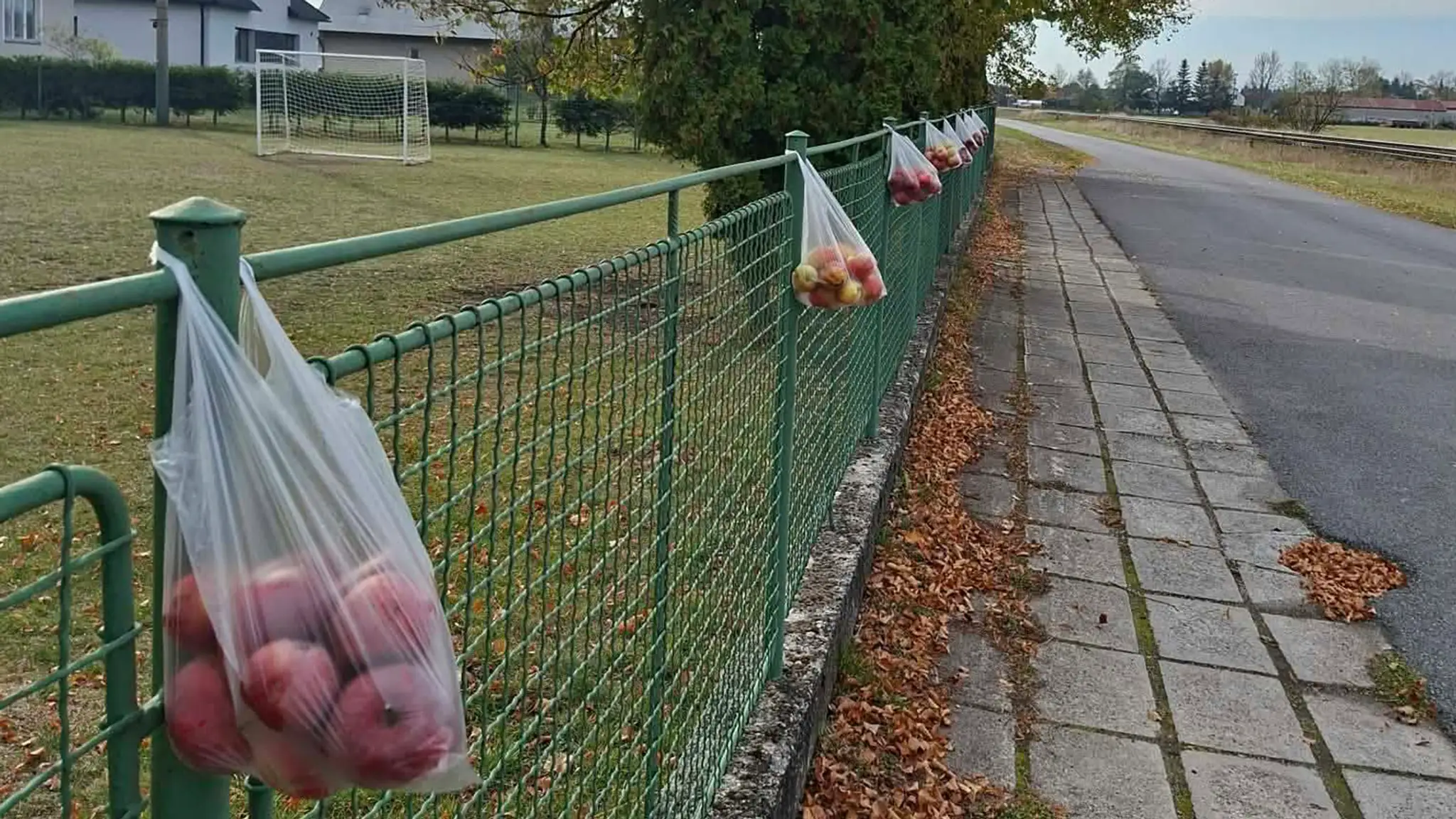 Jablká v Jazernici