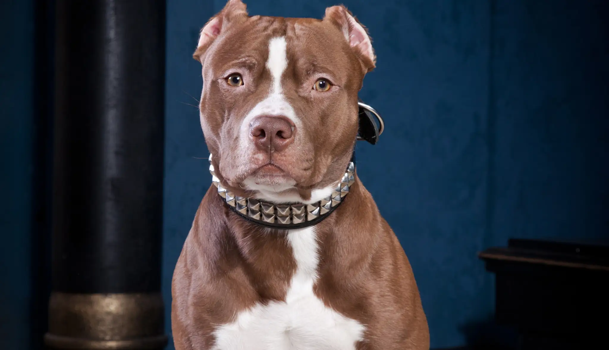 pitbul.jpg