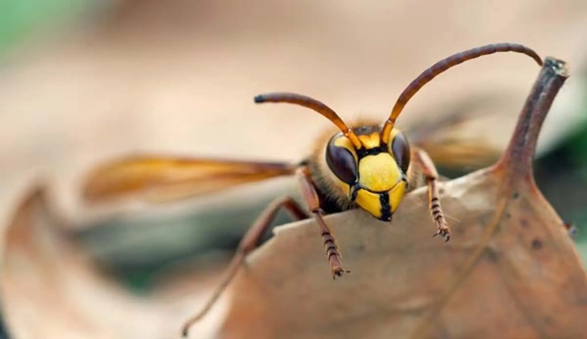 hornets-nest2.jpg