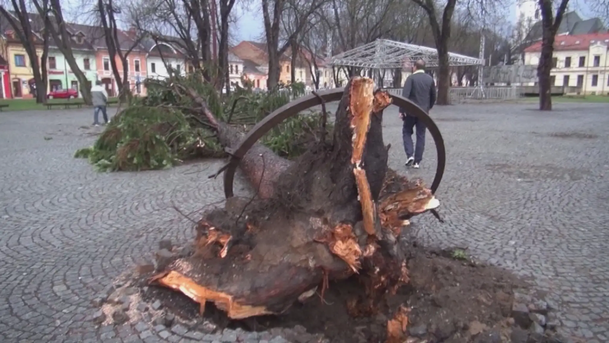 Prevrátený 30-metrový strom v Spišskej Novej Vsi