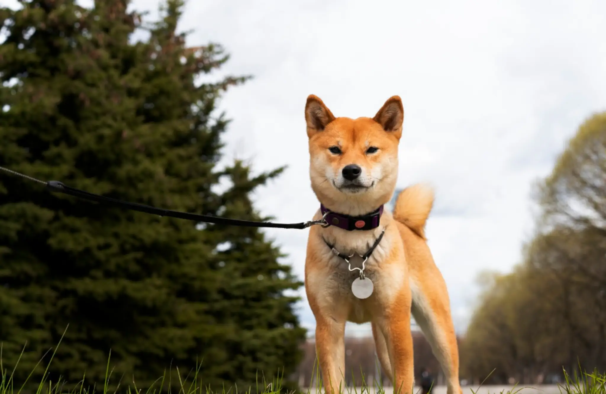 Shiba Inu. 