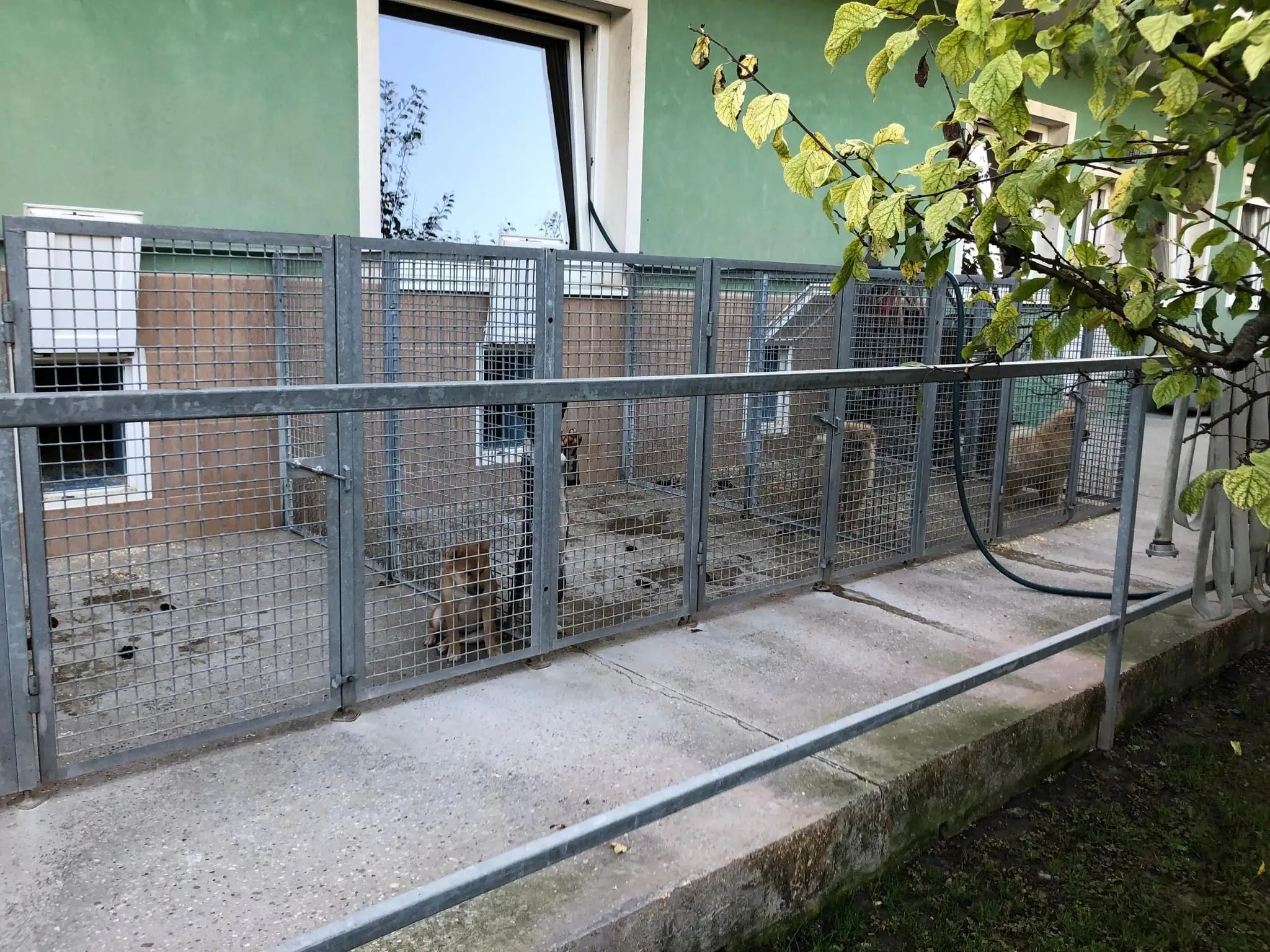Na snímke je policajná akcia Kerberos proti nelegálnemu obchodu so psami.