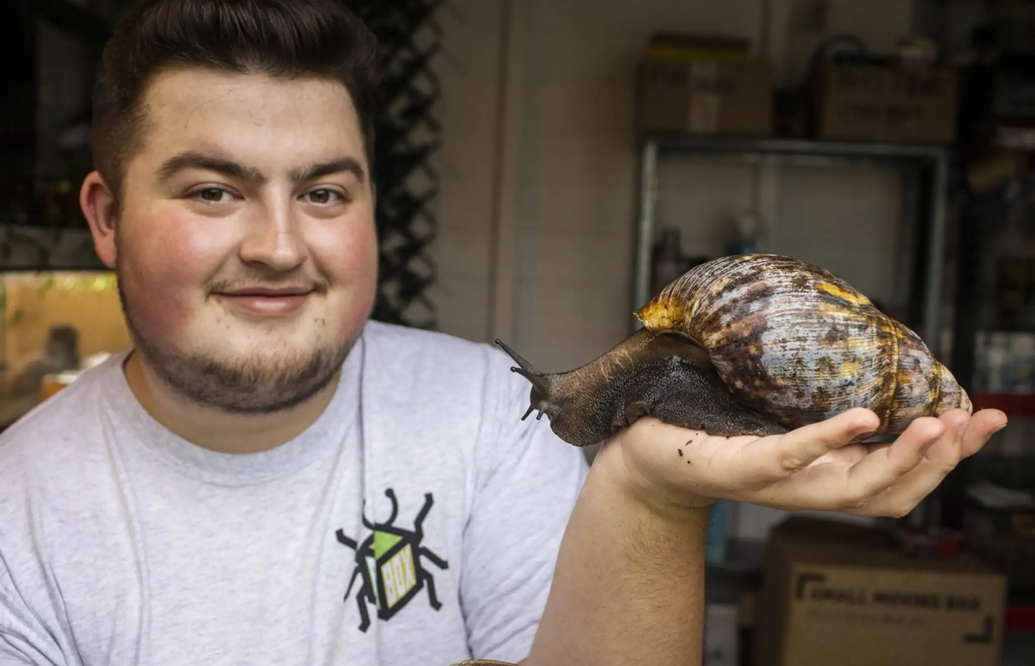 Oblovka žravá (Lissachatina Fulica)