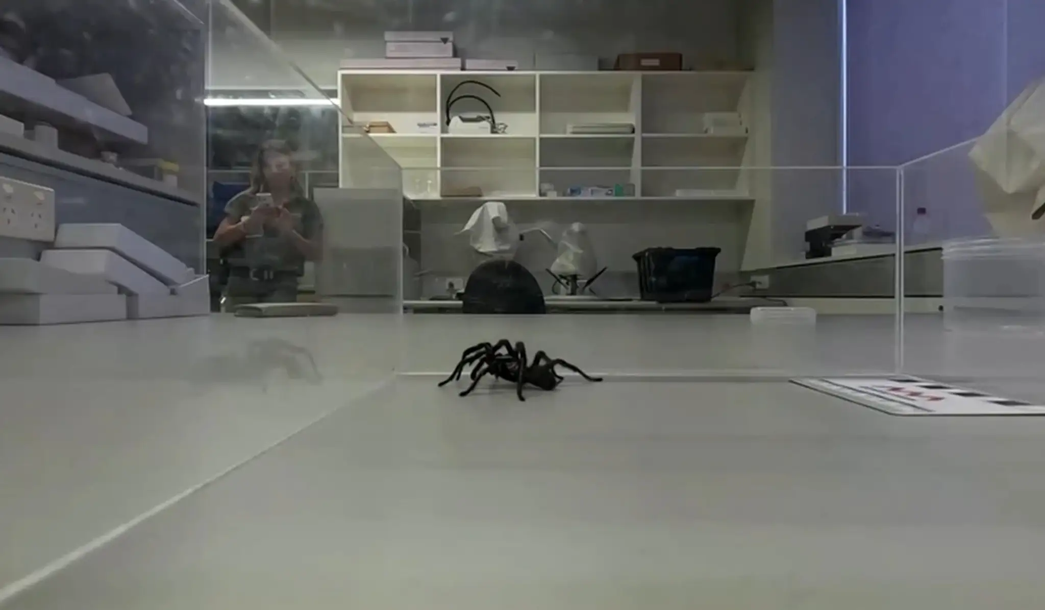 Najväčší austrálsky pavúk Atrax chistenseni.