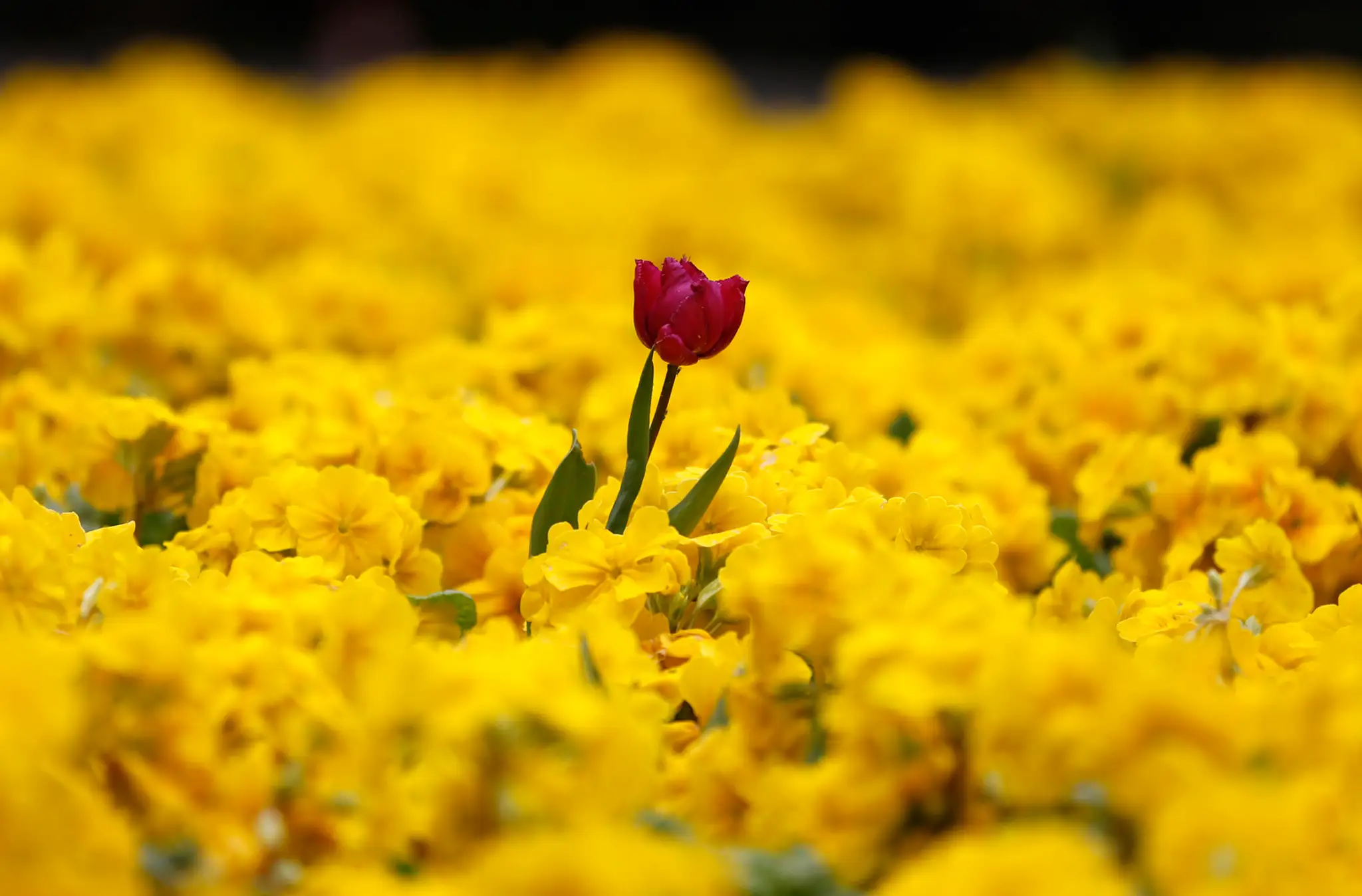 Červený tulipán v záhone žltých prvosienok v záhrade v Londýne. 4. apríla.
