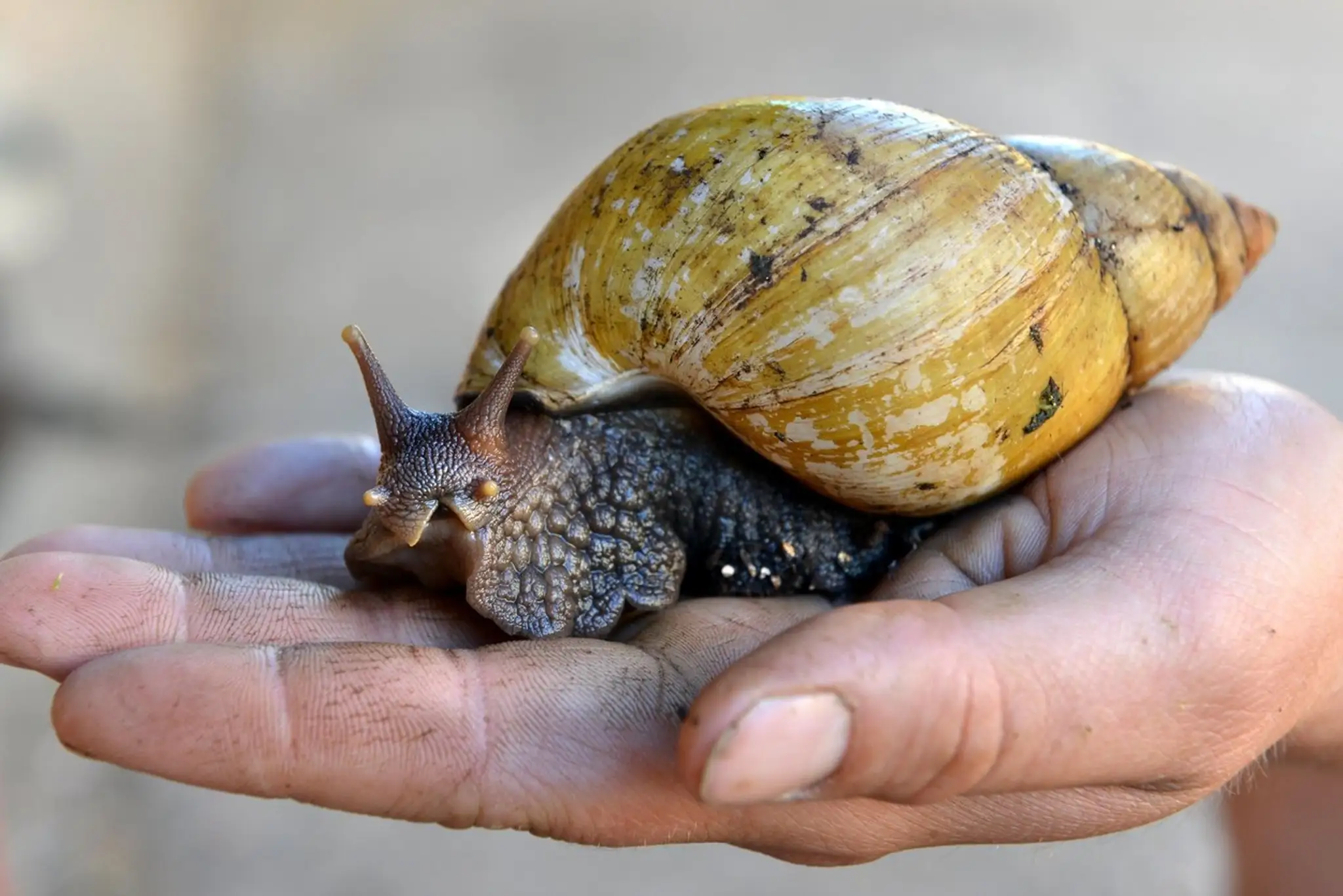 Oblovka žravá (Lissachatina Fulica)