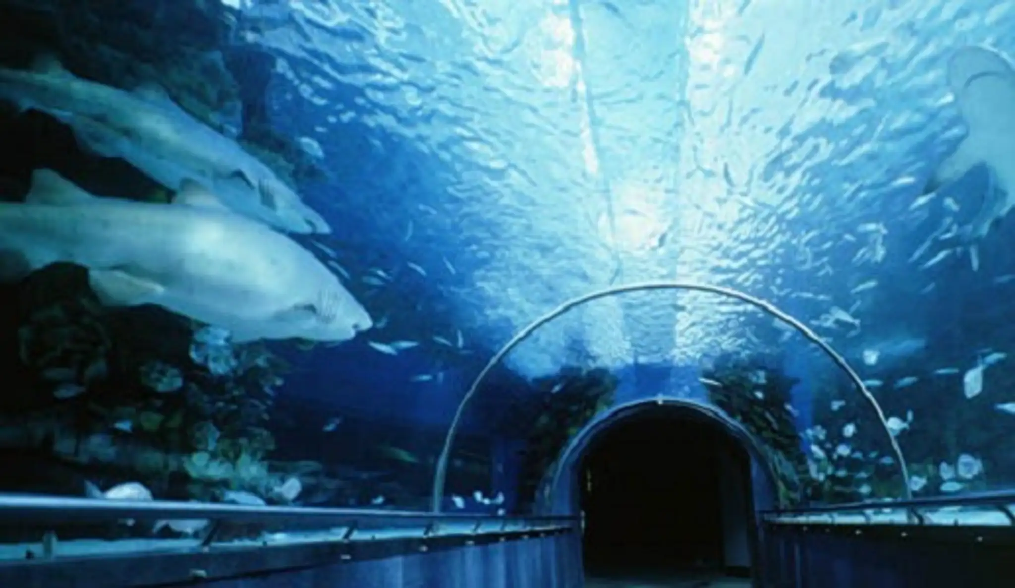 tunel-tropicarium-pobyt.jpg