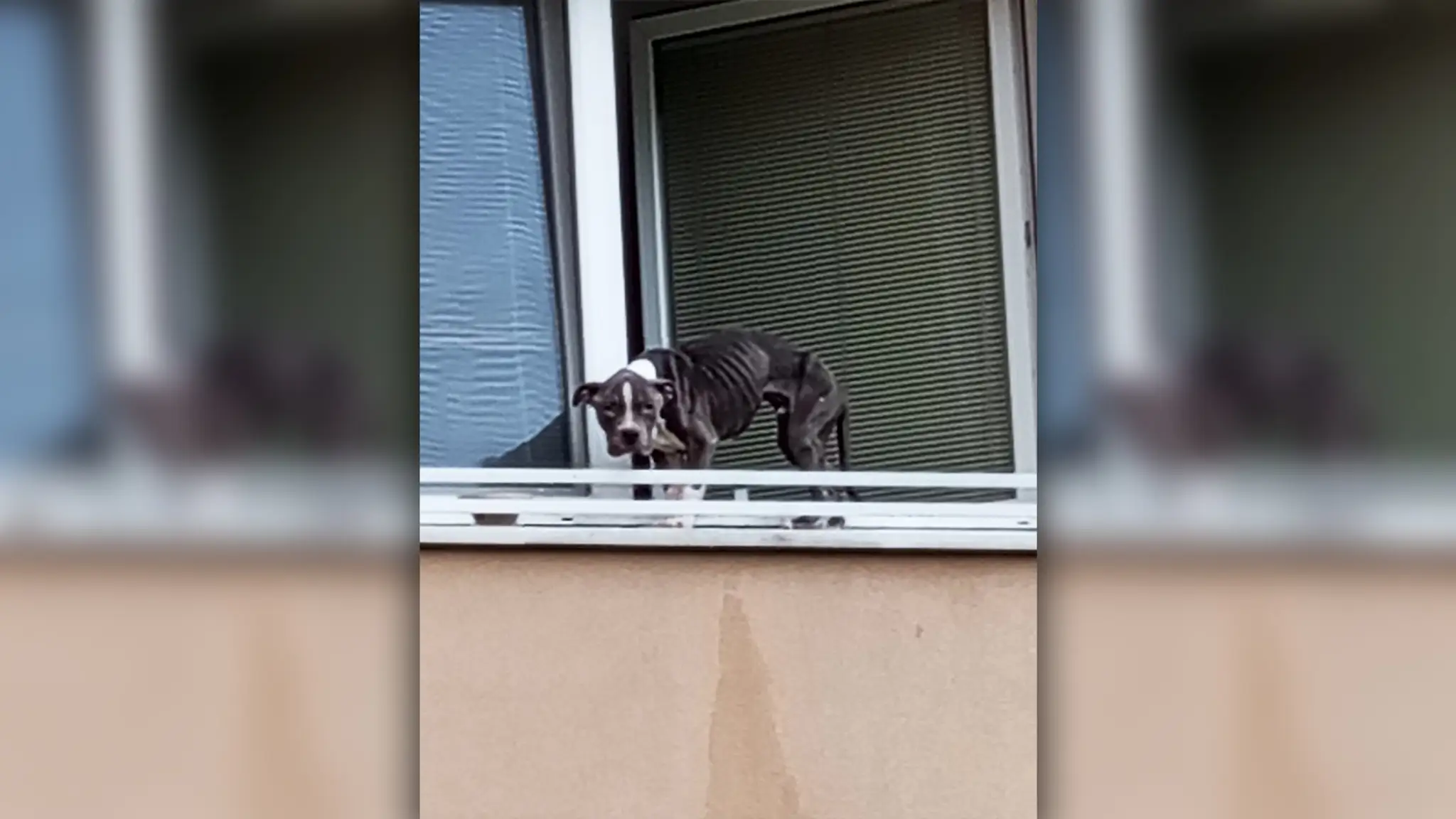 Úbohé zviera zachránilo, že si ho všimol okoloidúci.