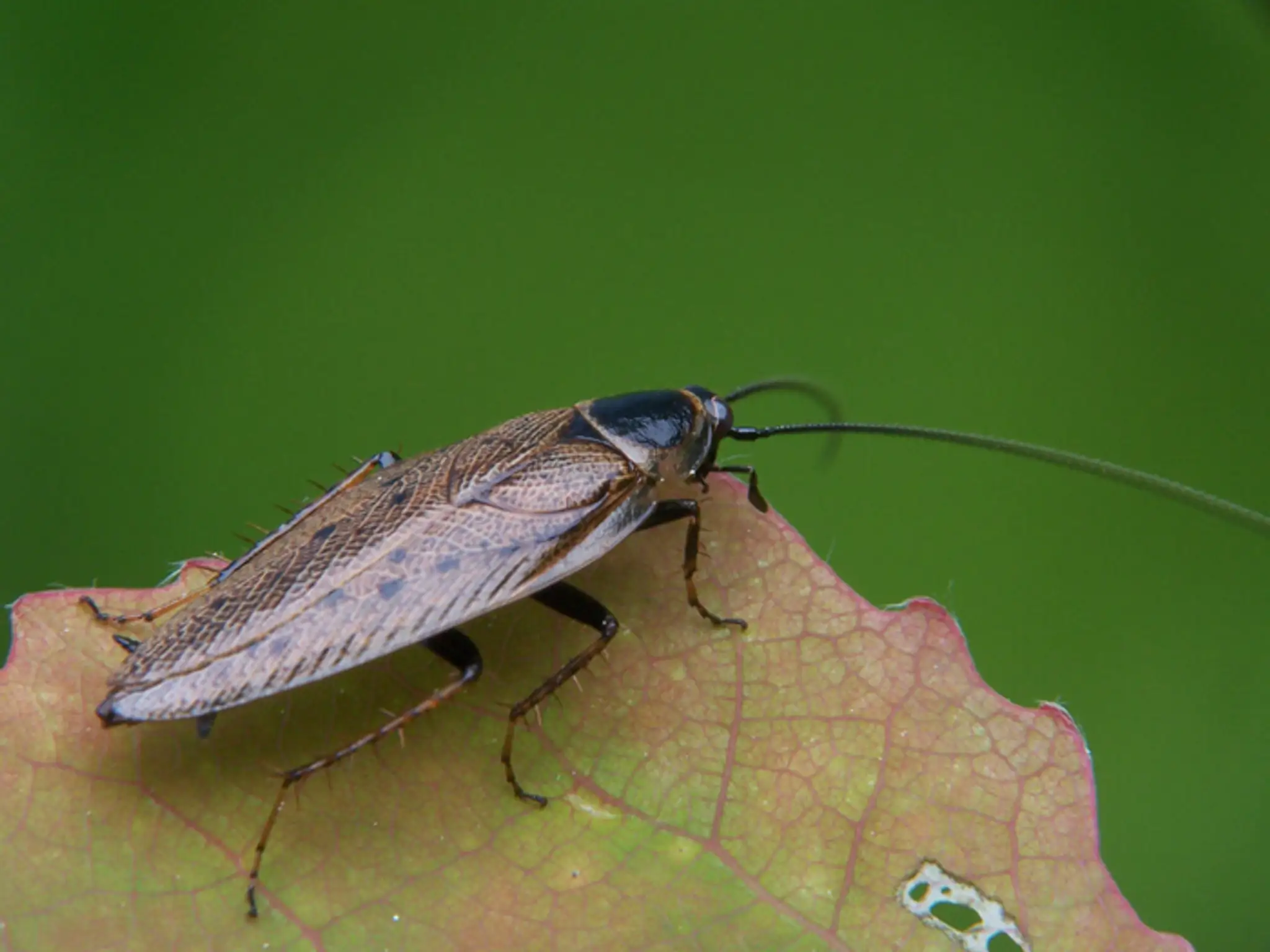 Ectobius_lapponicus_a1.jpg