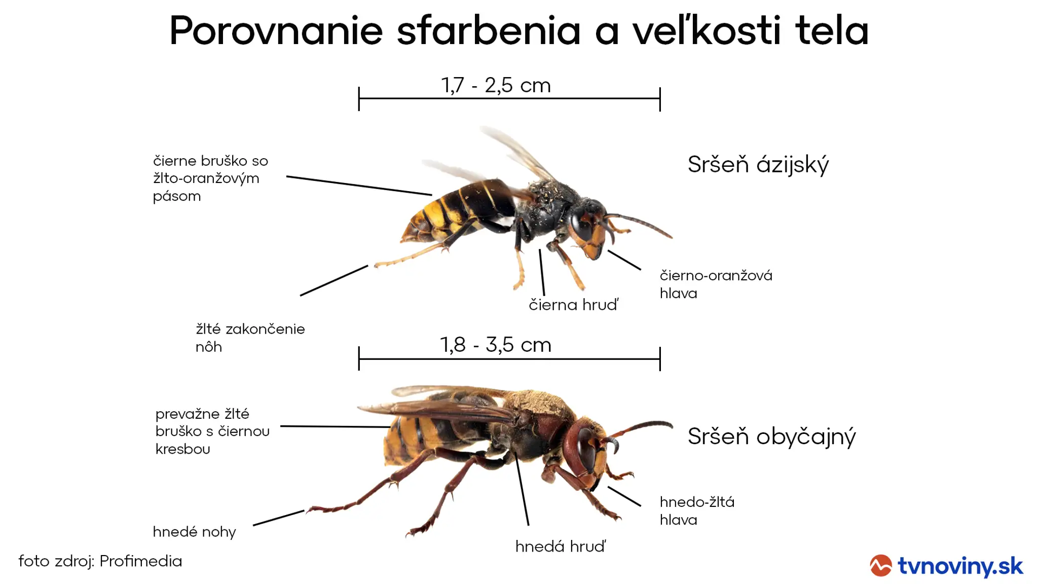 Porovnanie sršňa ázijského a sršňa obyčajného 