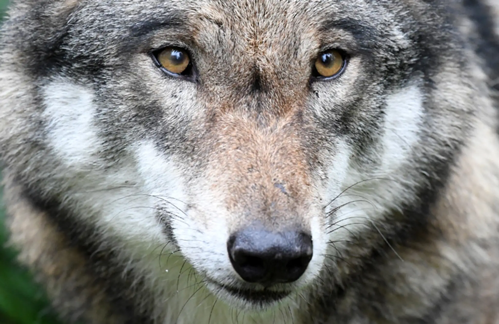 Vlk dravý (Canis lupus).