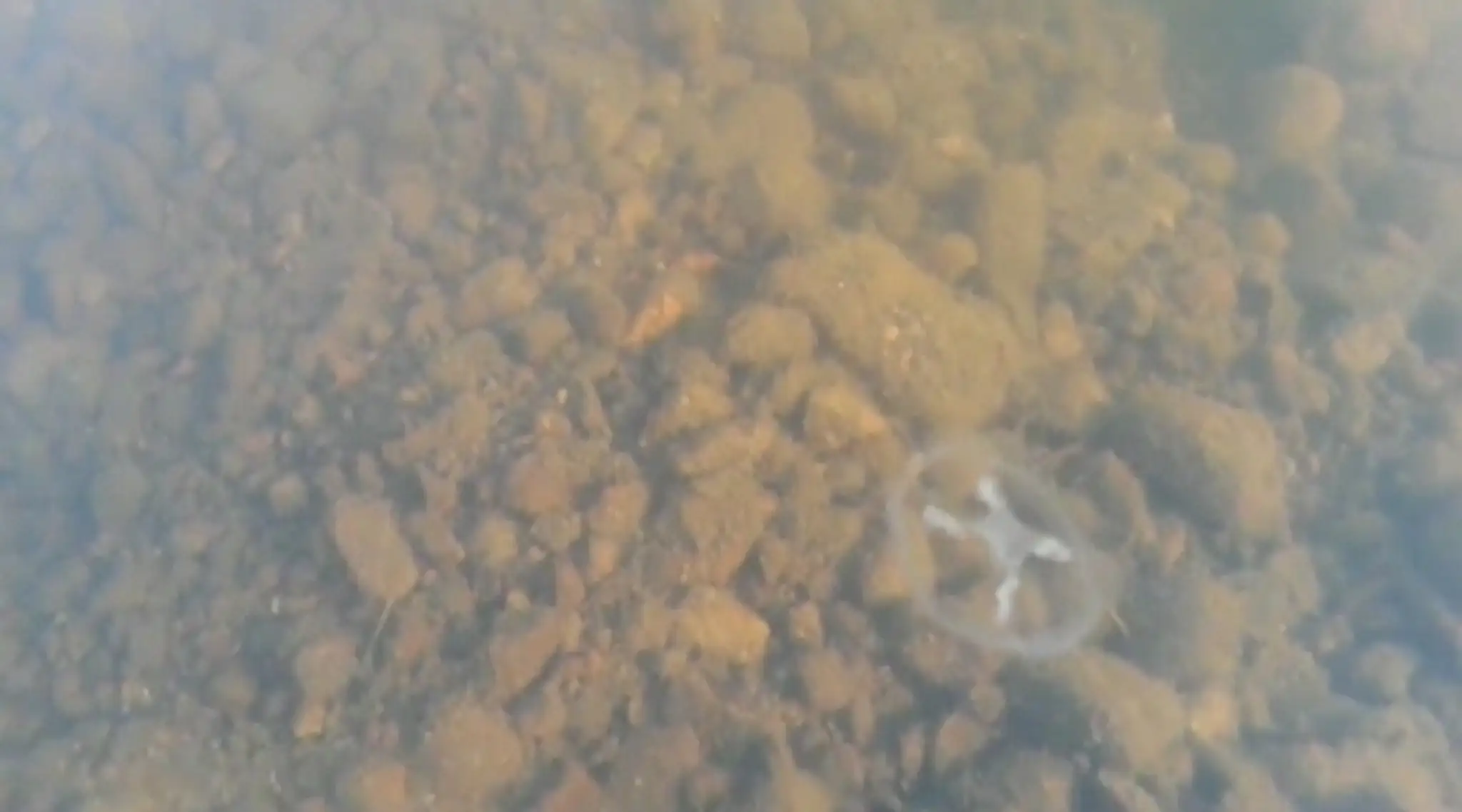 1_meduza_fotoweb_jpg_bez_watermarku_1.jpg