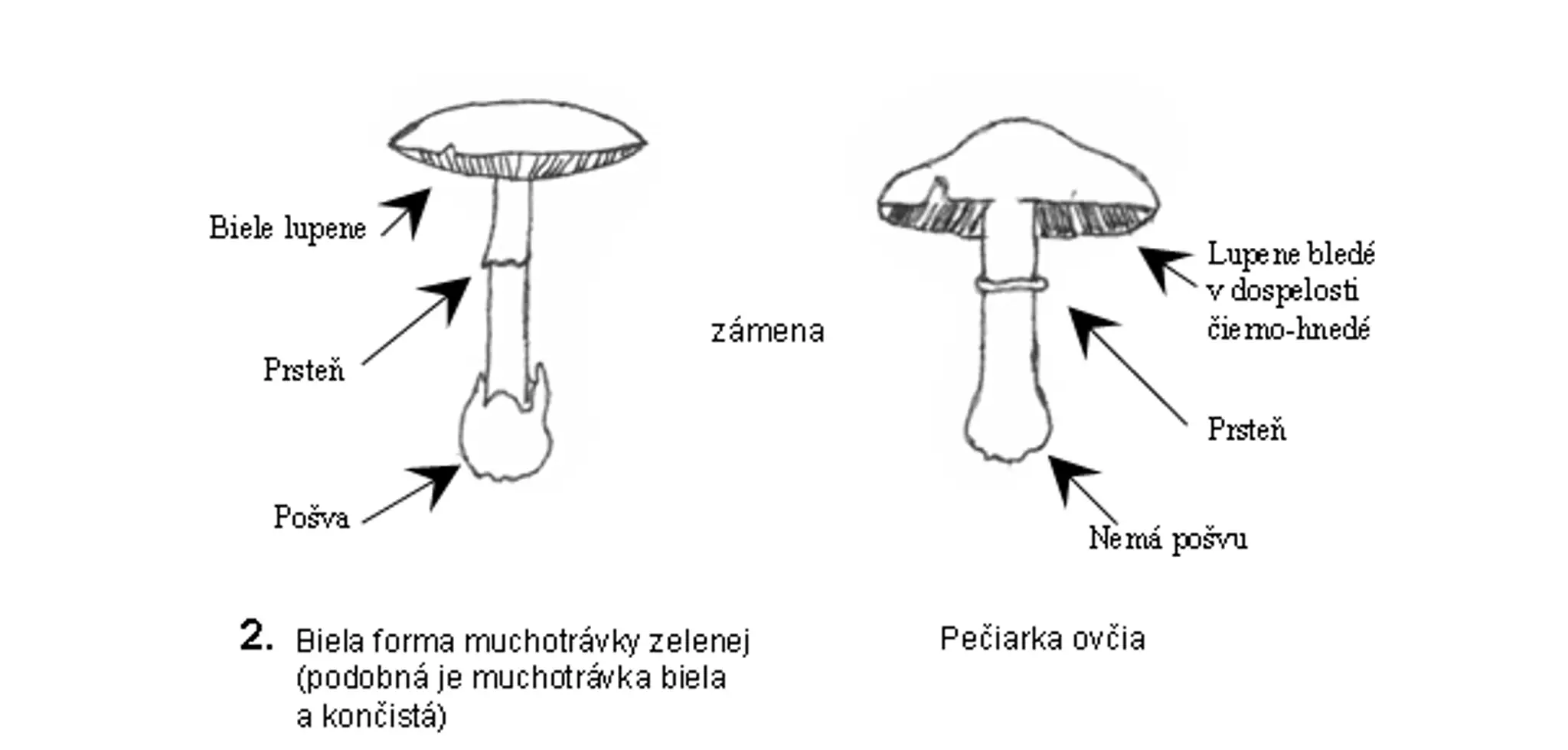 Biela muchotrávka zelená vrz. Pečiarka ovčia.