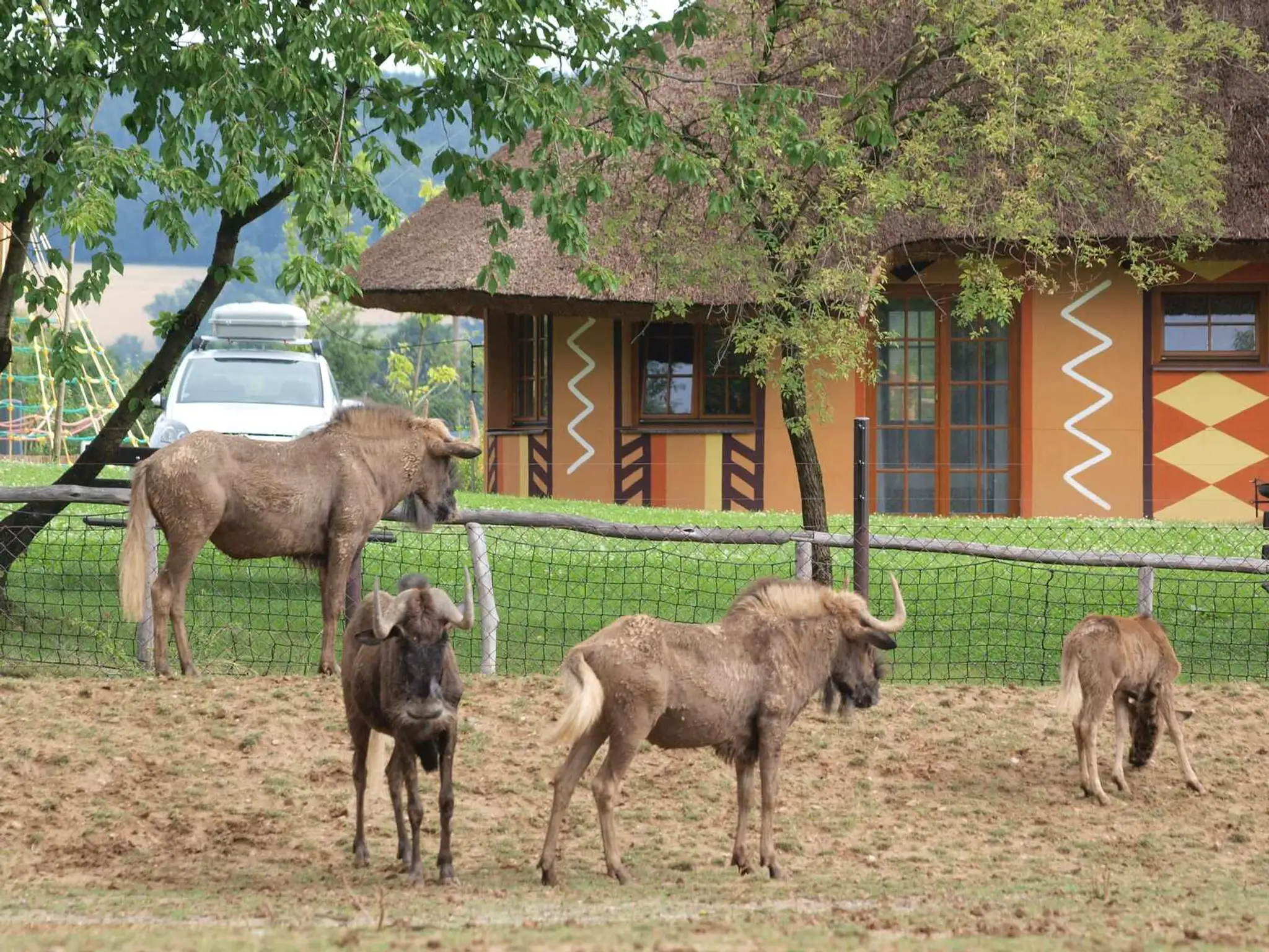 Safarikemp se zvířaty _Tomáš Hajnyš menší.jpg