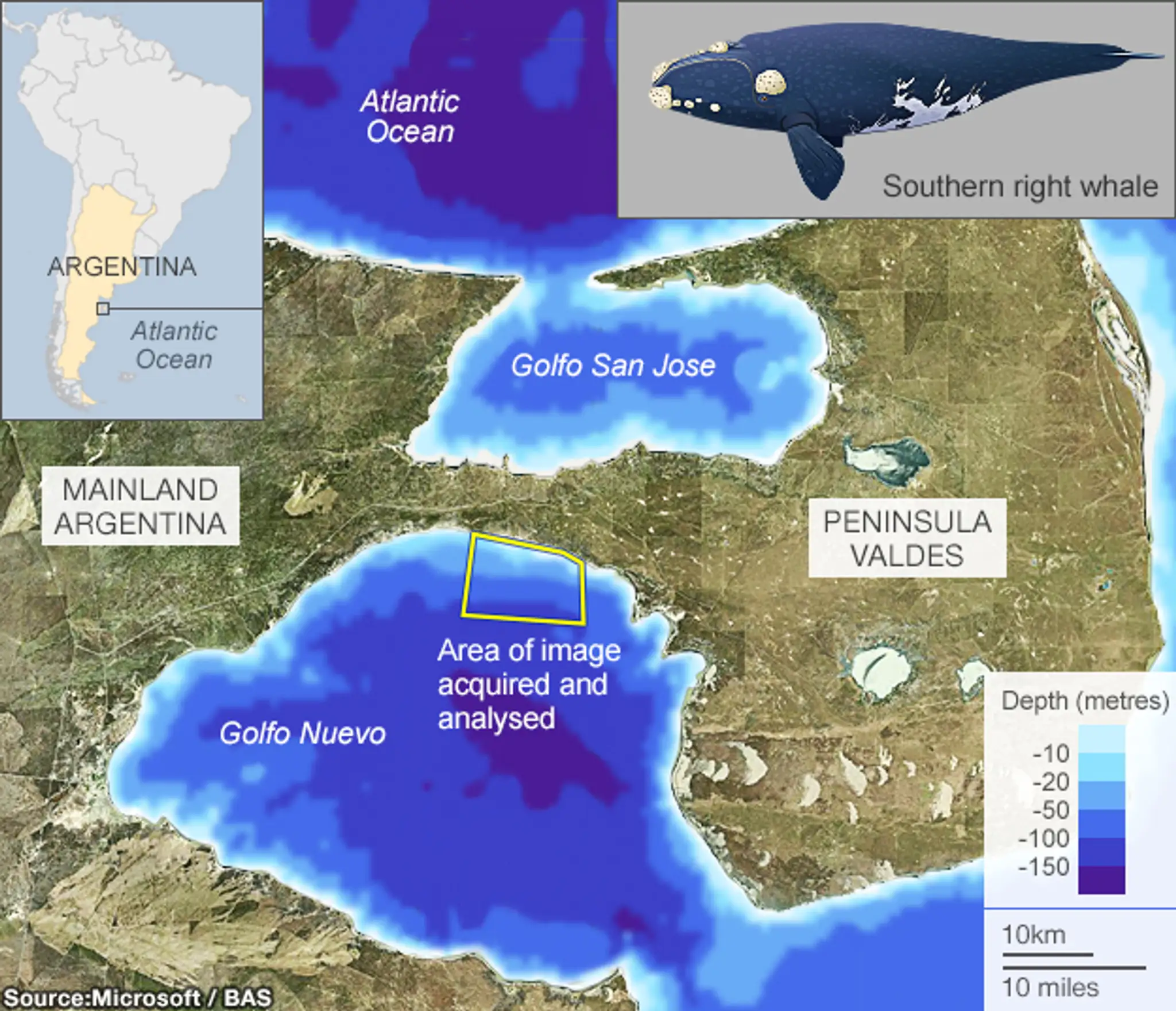 _72899334_golfo_neuvo_whales_624map.jpg