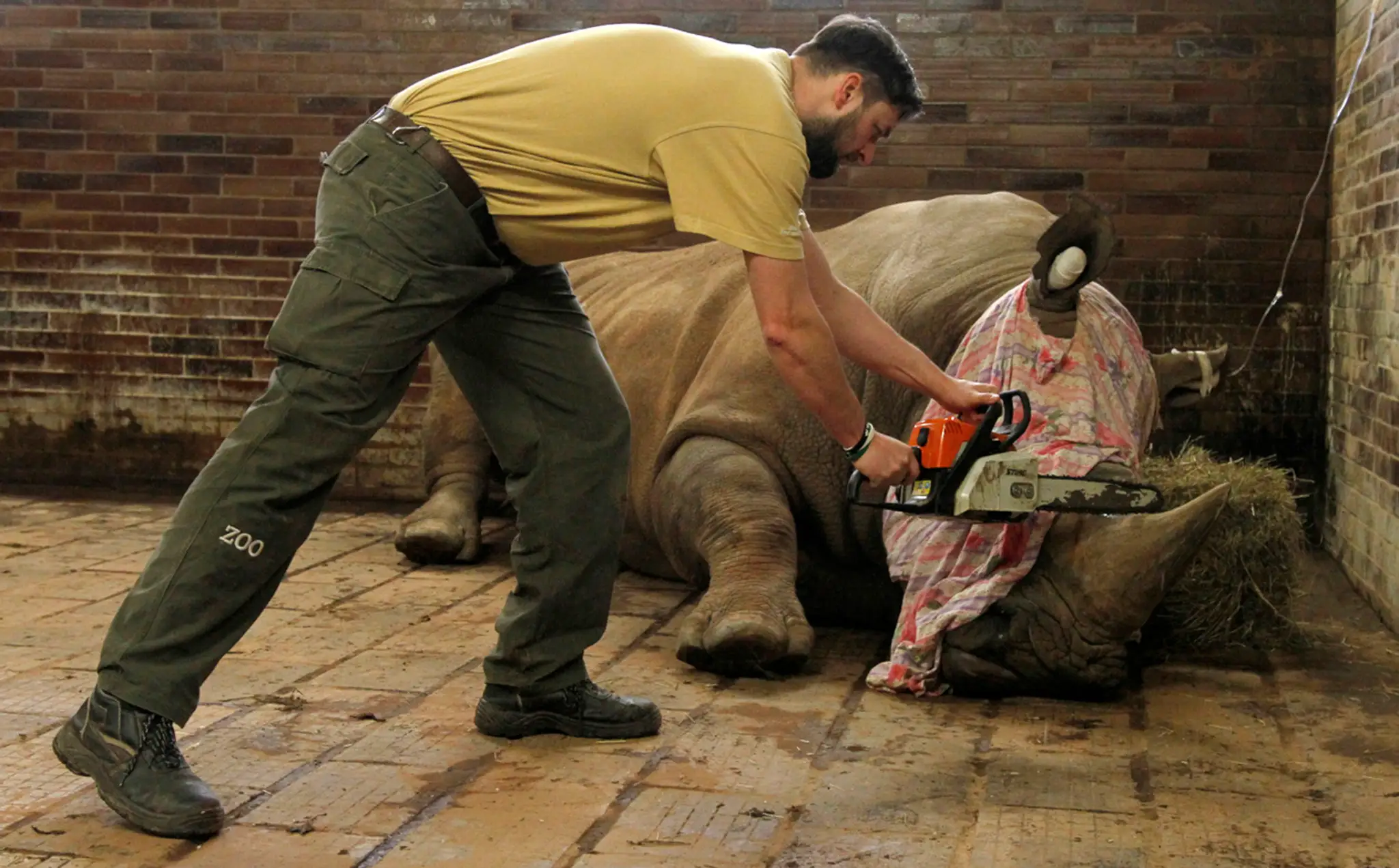 V pondelok zoologická záhrada skrátila roh prvému zo svojich nosorožcov. 