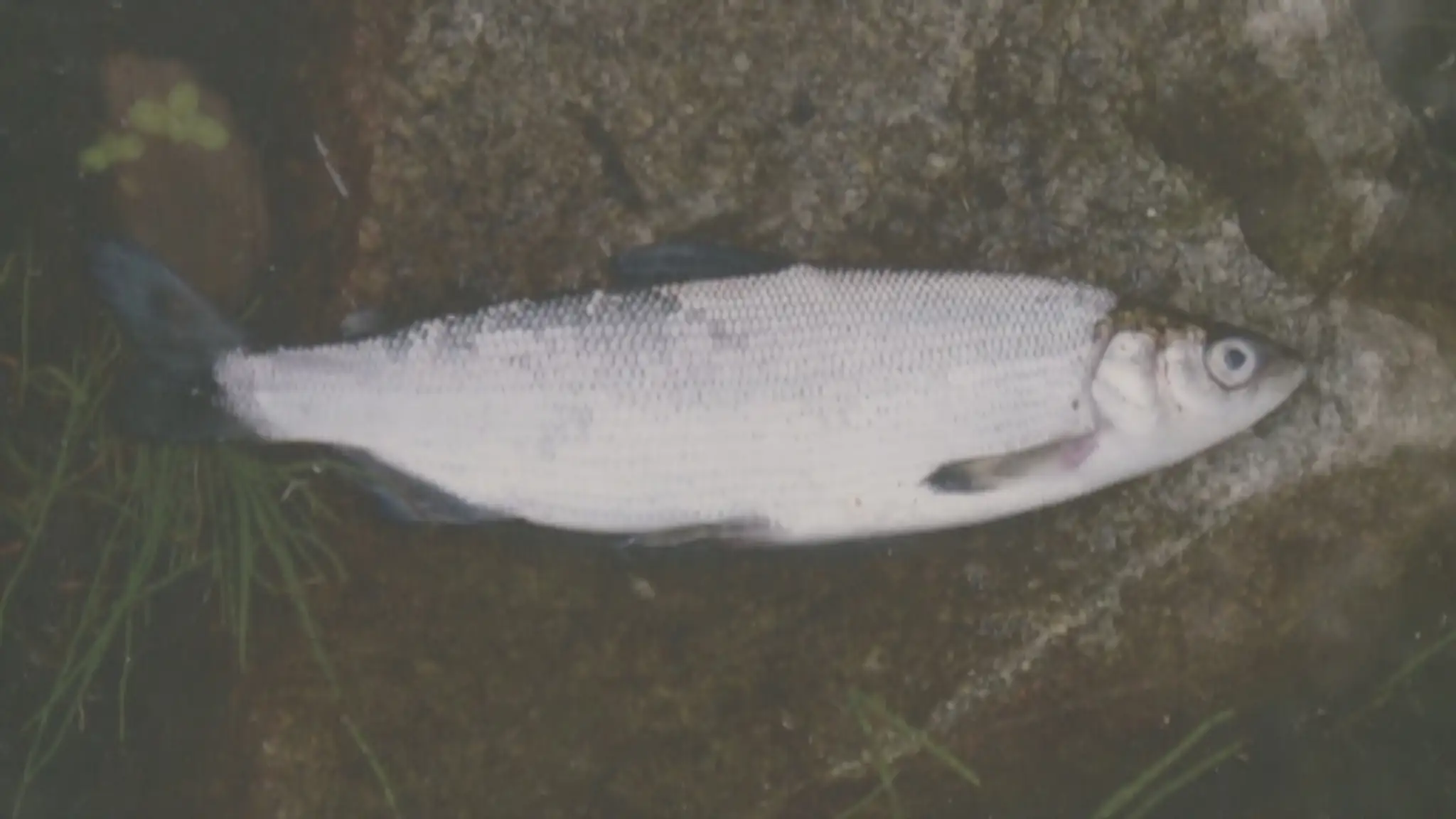 RYBAweb_jpg_bez_watermarku_1.jpg