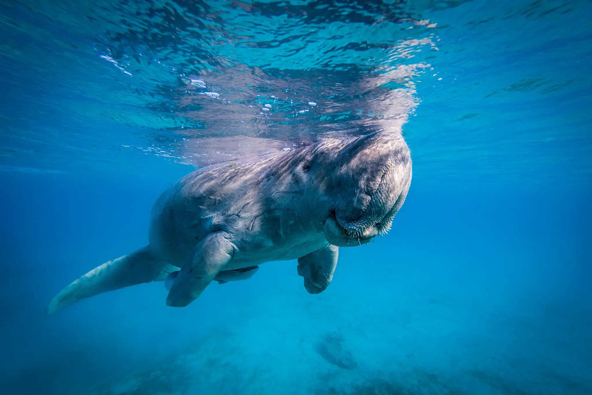 Dugong morský