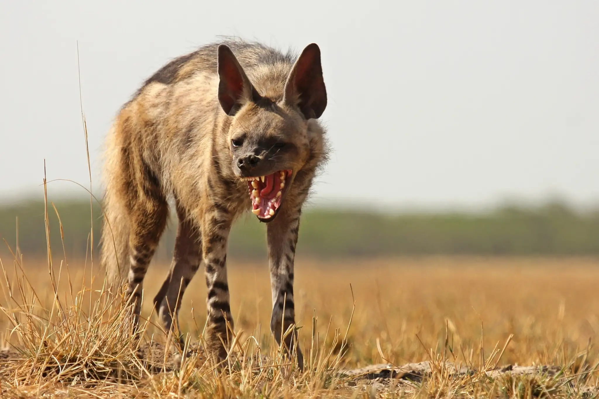 Hyena pásavá (lat. hyaena hyaena).