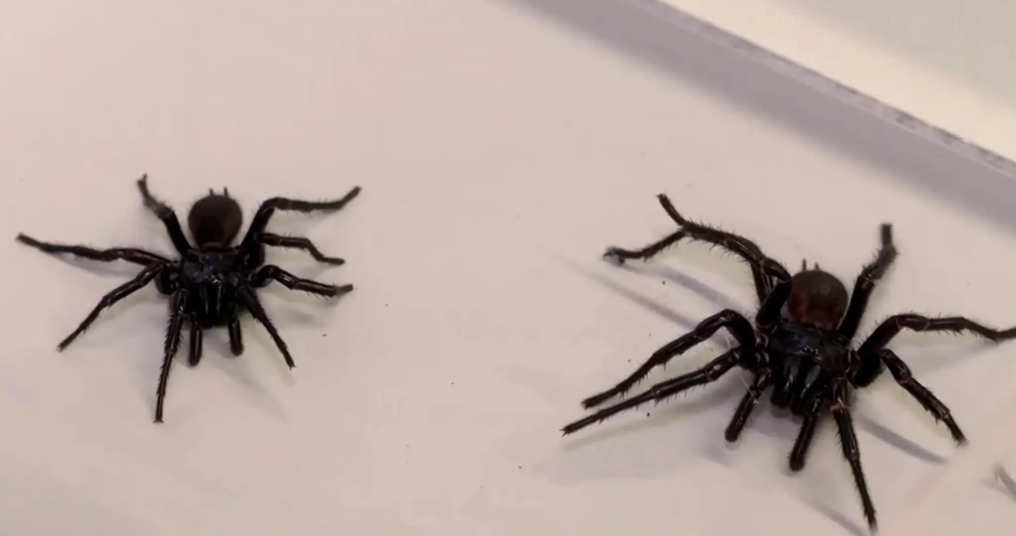 Najväčší austrálsky pavúk Atrax chistenseni.