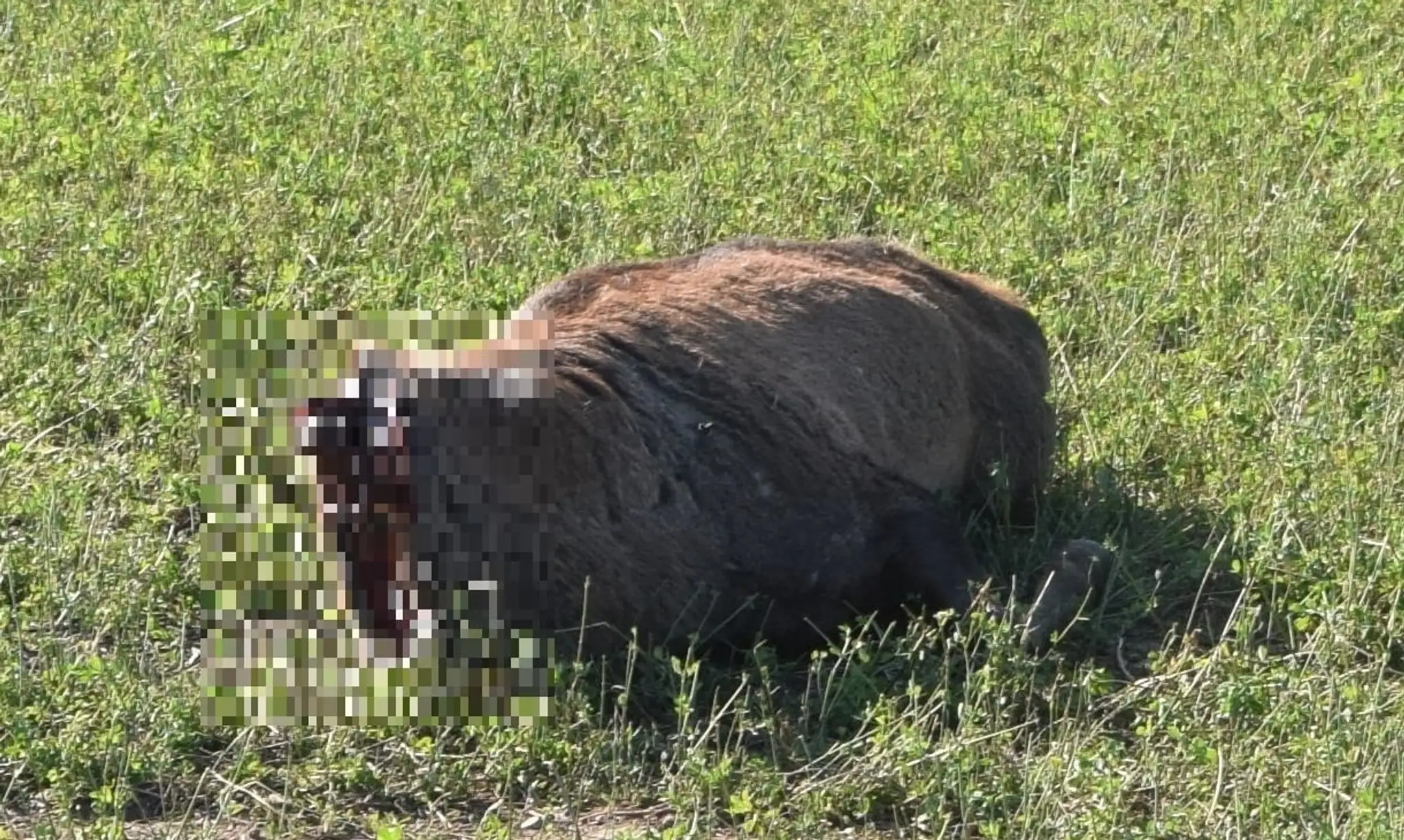 Nájdené telo jeleňa.