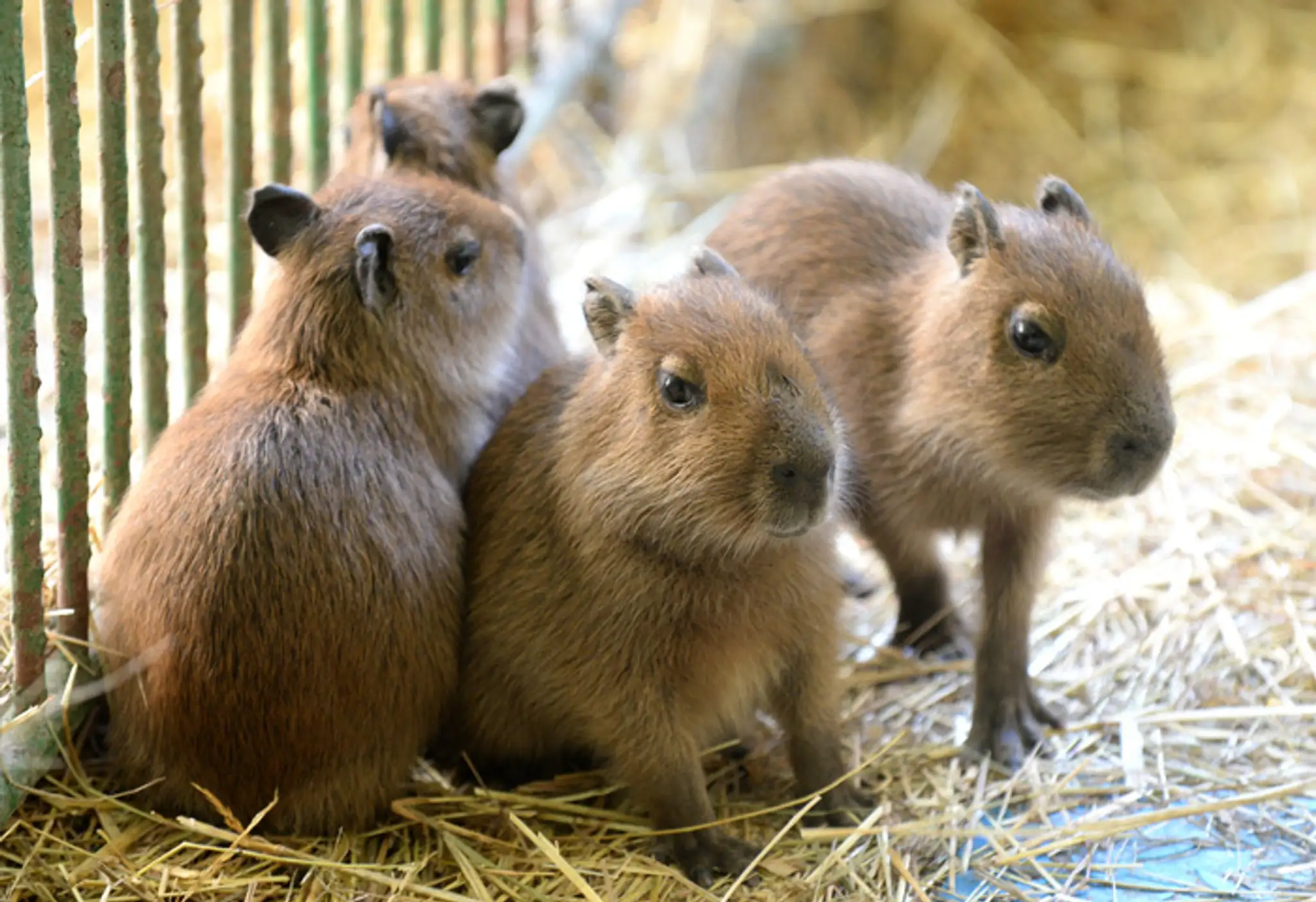 Mláďatá najväčšieho hlodavca na svete - kapybary močiarnej, najnovší prírastok košickej zoo.