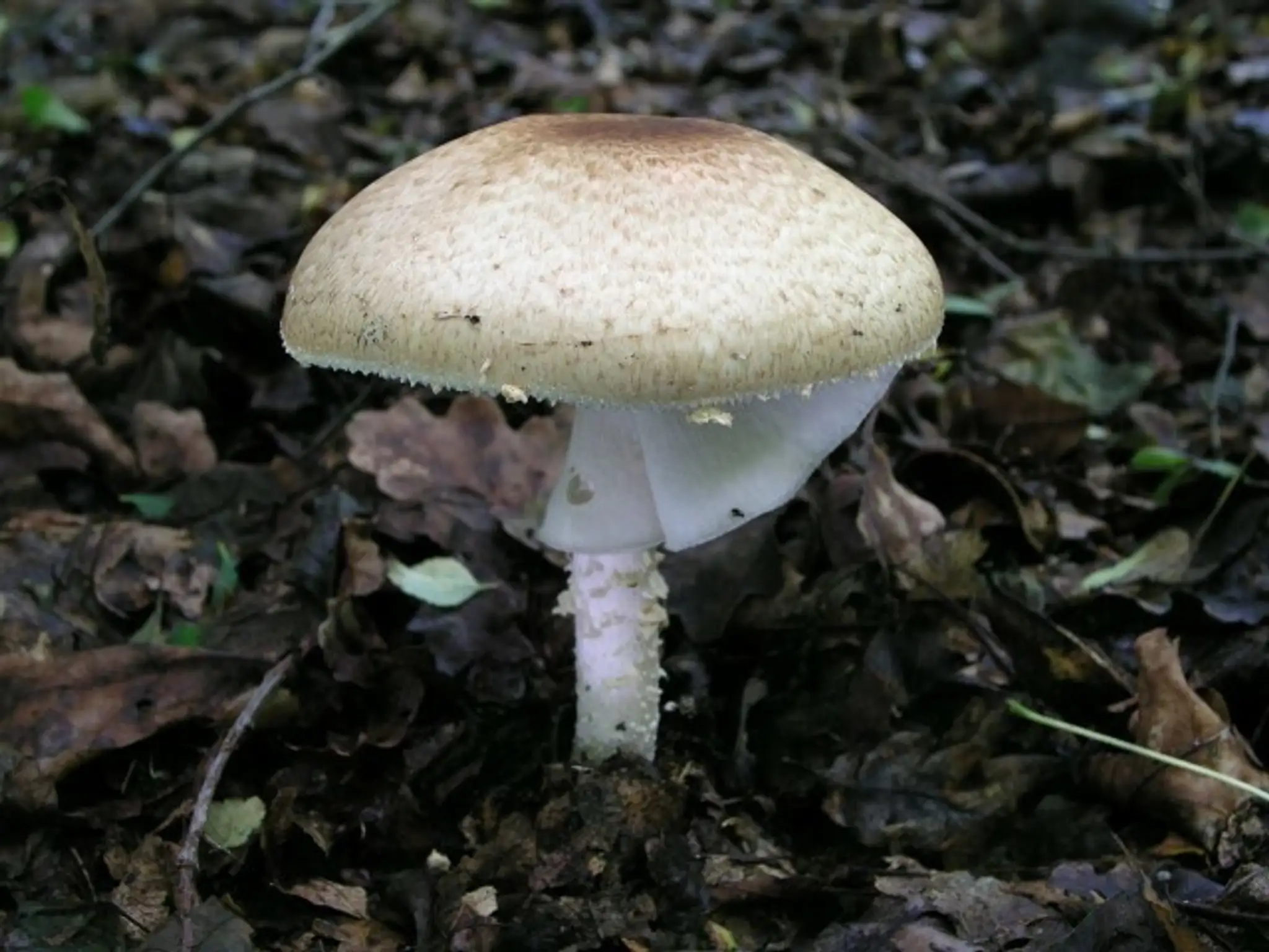 Jedovatá huba - pečiarka jarabičia.