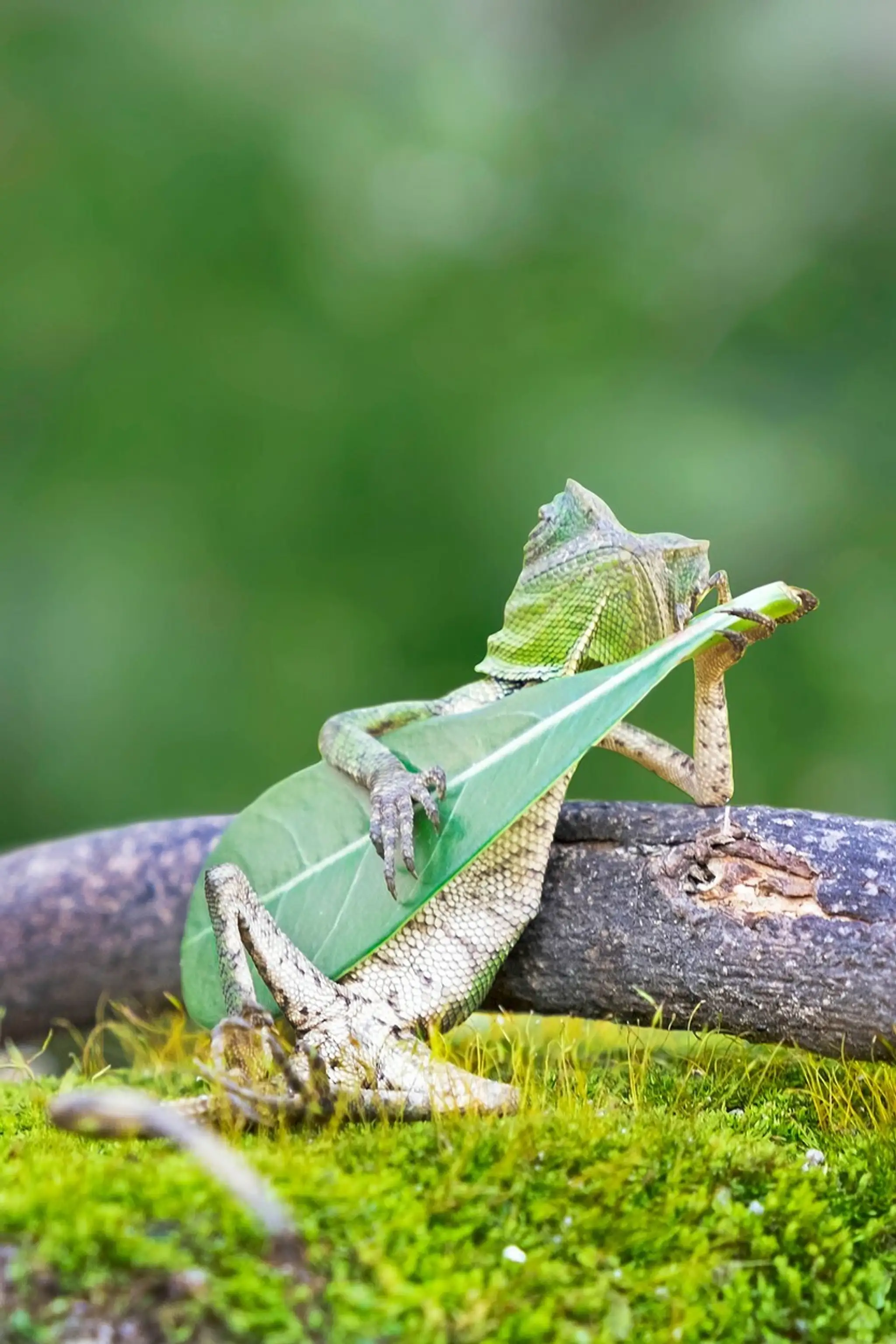 Jašterica hrá na gitare.