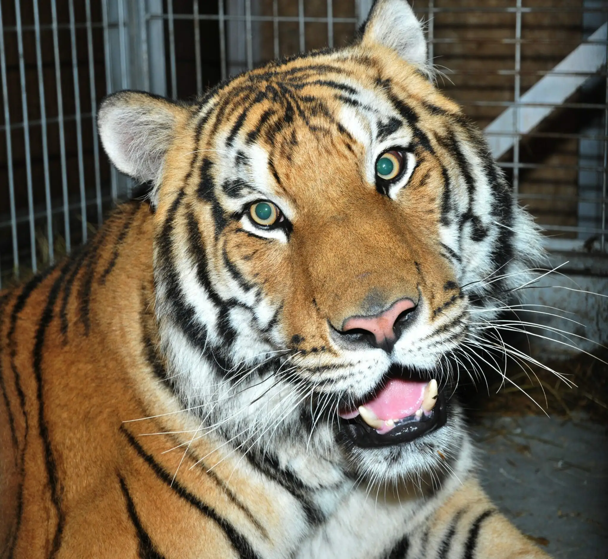 Tiger v ZOO