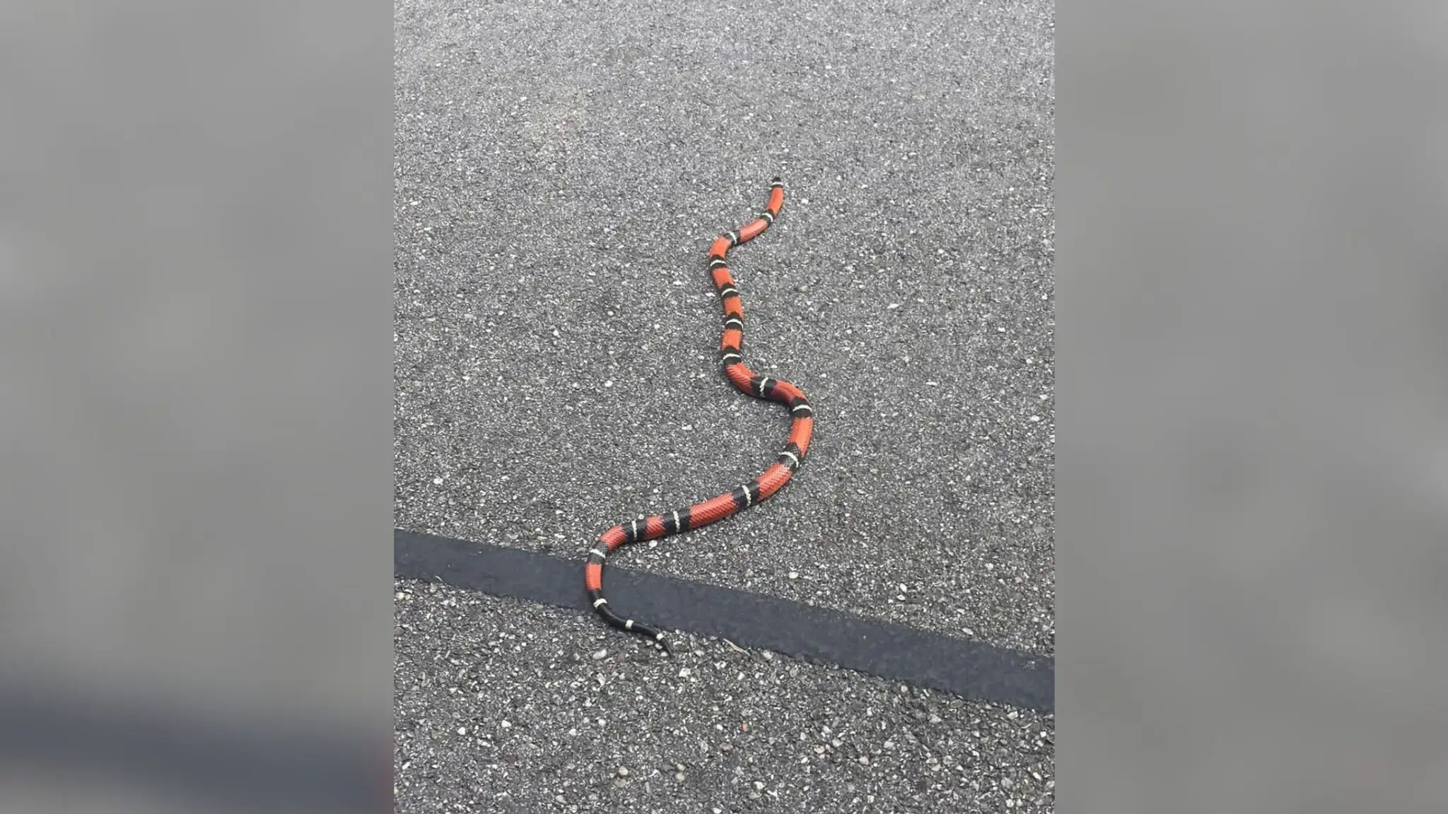 Bratislavskými lesmi sa môže pohybovať hadiarka. 