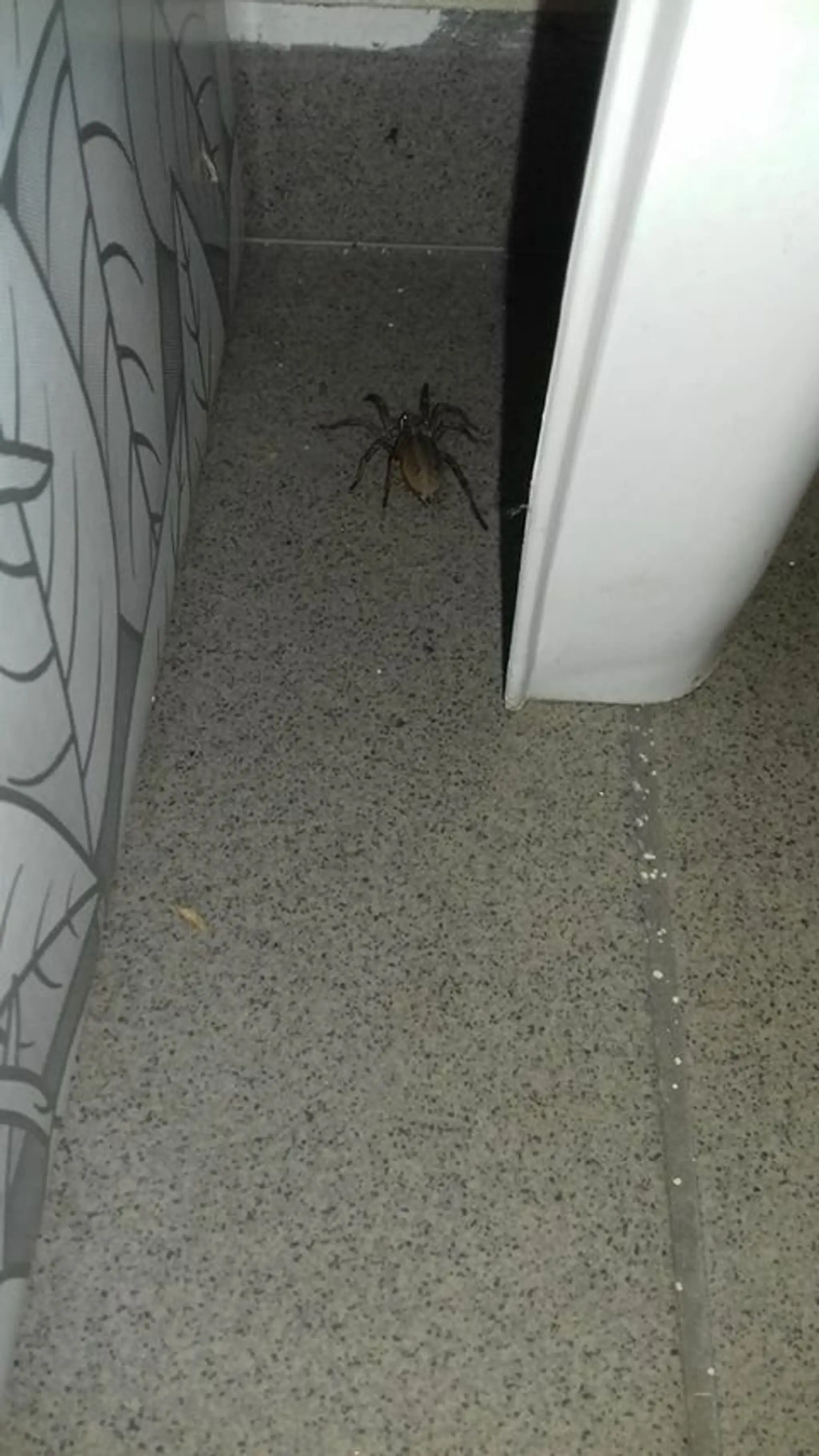 Samica strehúňa južného - Hogna radiata.