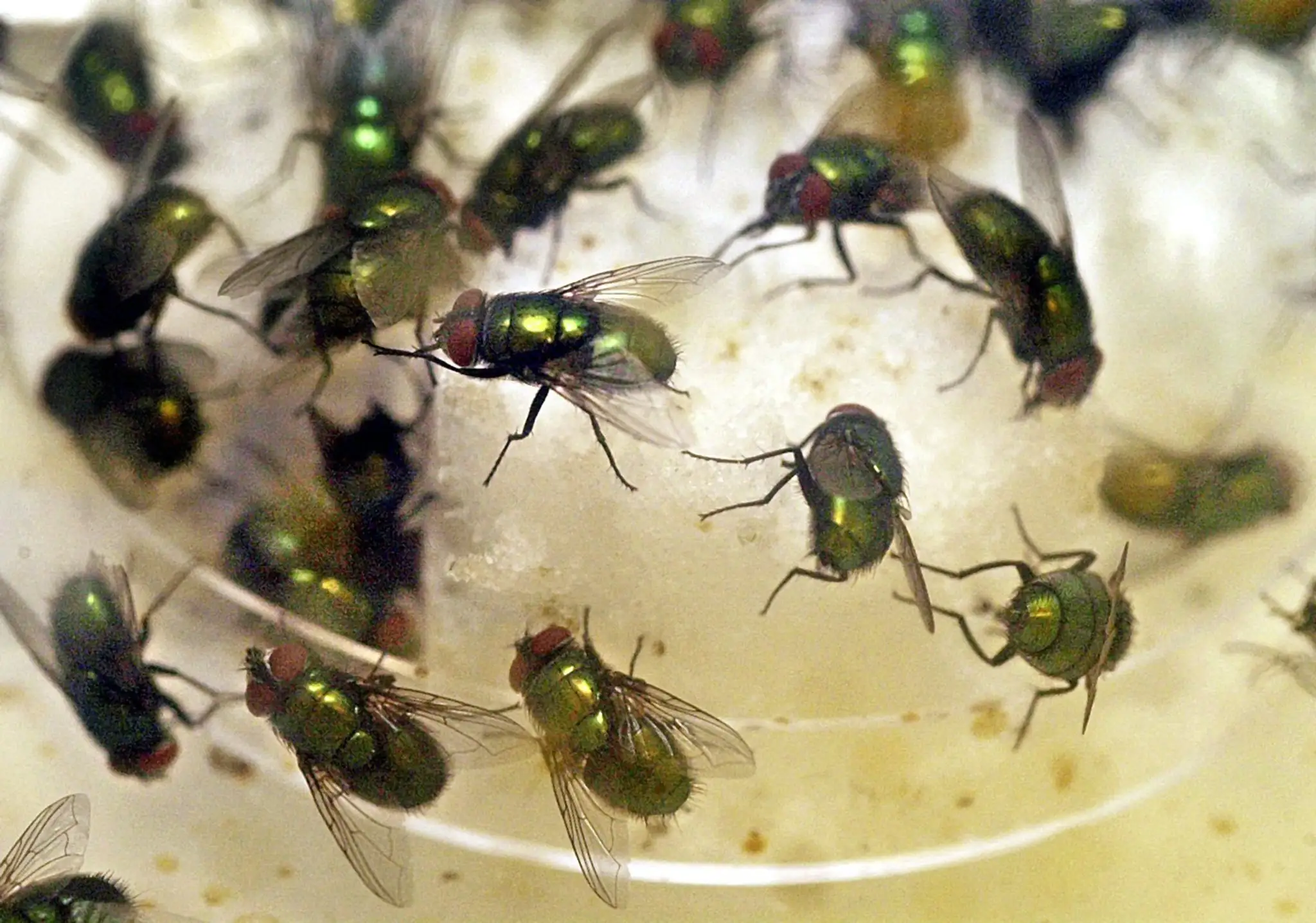 Lucilia sericata 1.