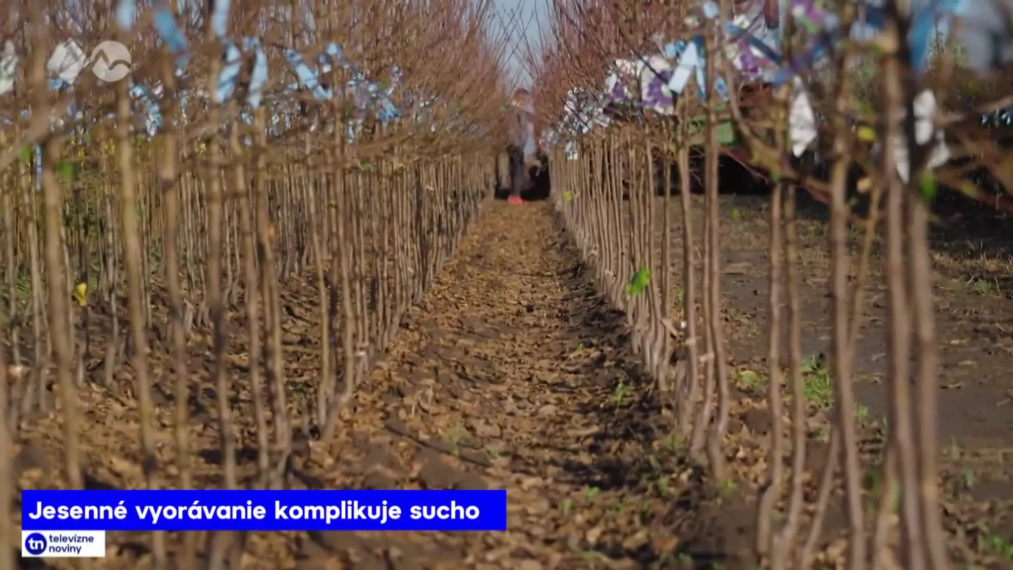 2026-10-13-TN-20-Jesenne-vyoravanie-komplikuje-sucho