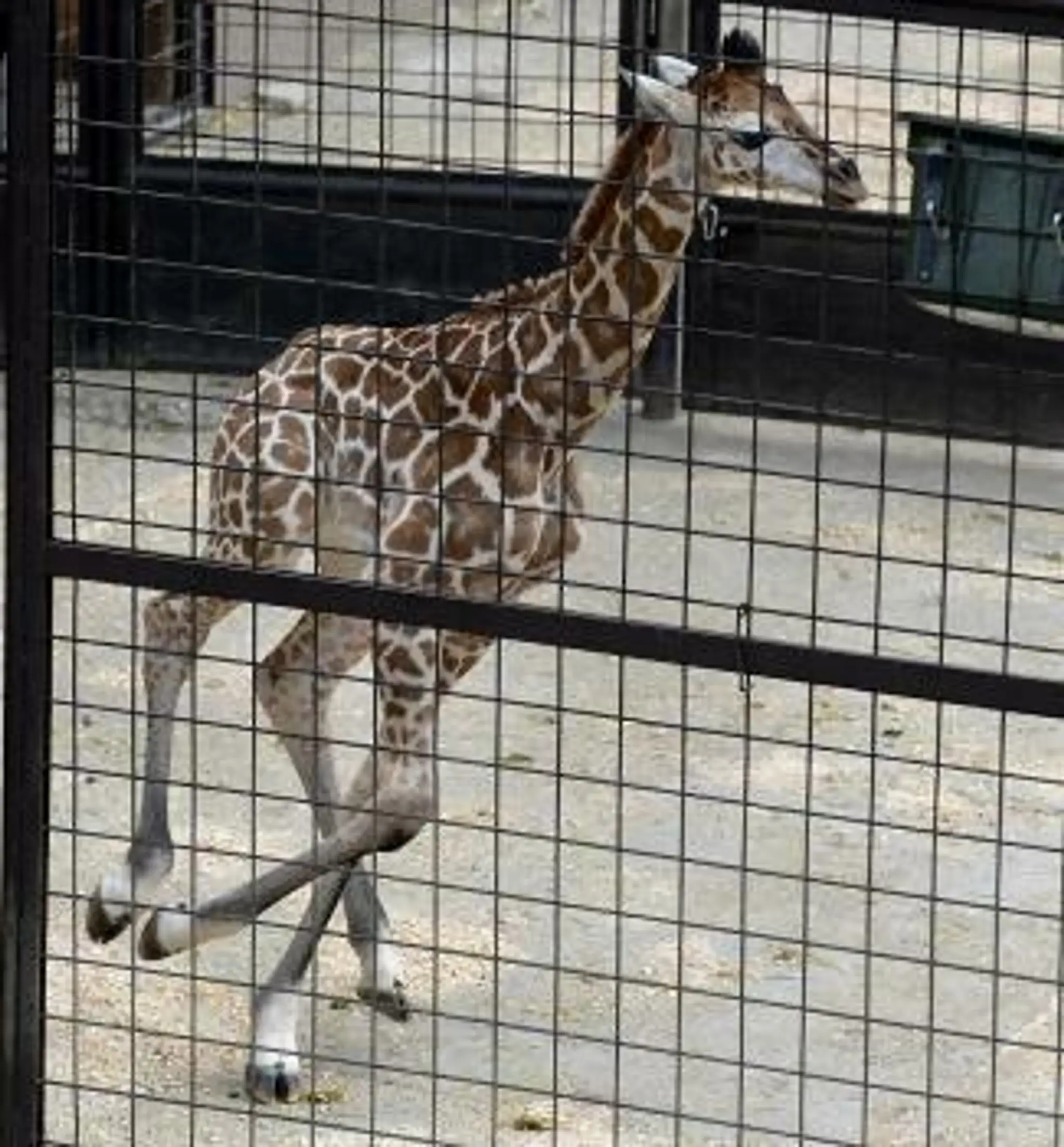 Nový prírastok v BA ZOO