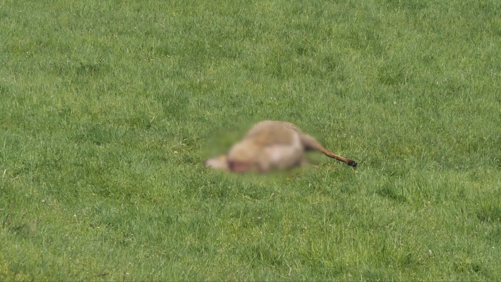 Roztrhaná ovca.
