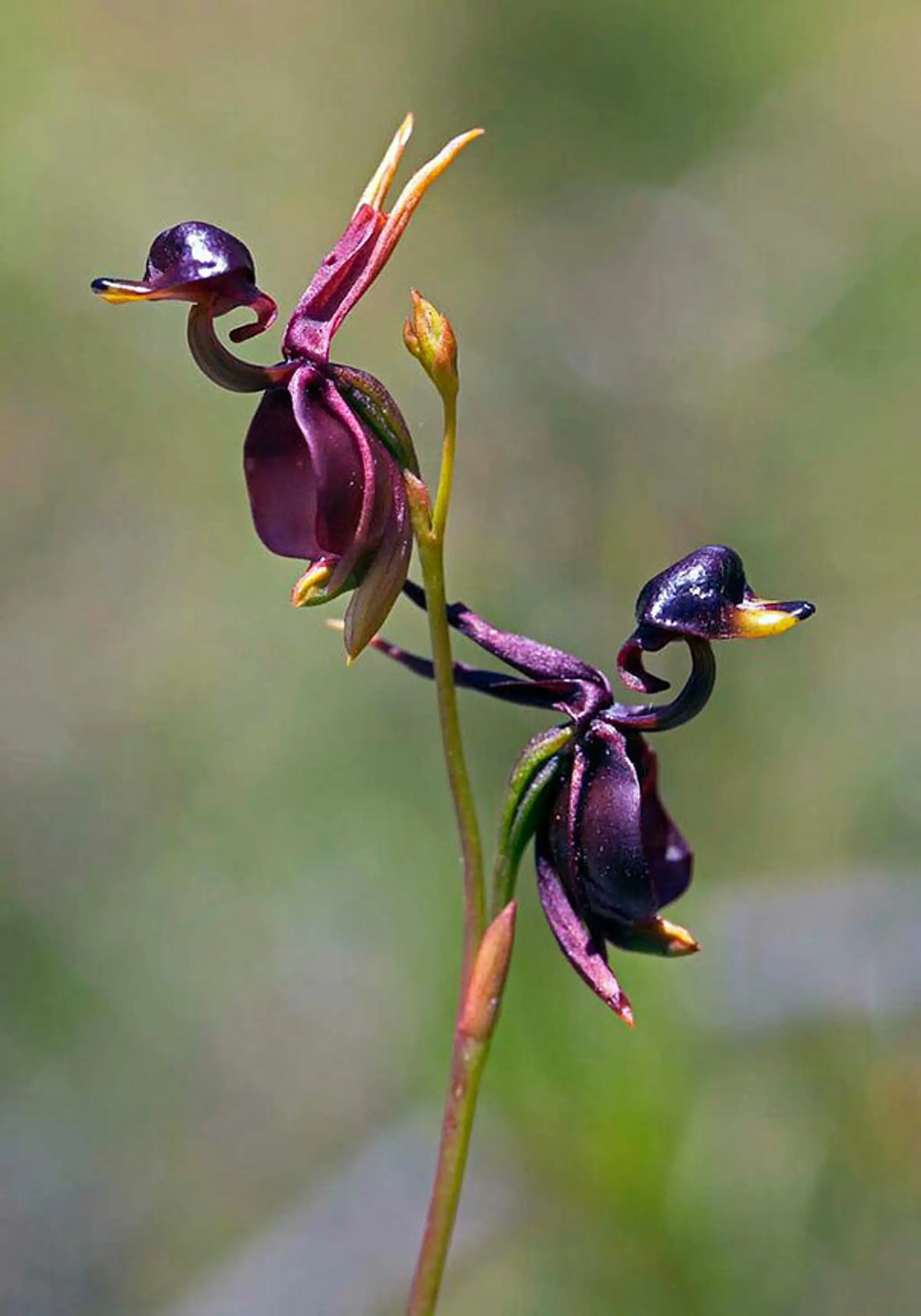 Kvet, ktorý vyzerá ako živý. Flying Duck Orchid (Caleana Major)