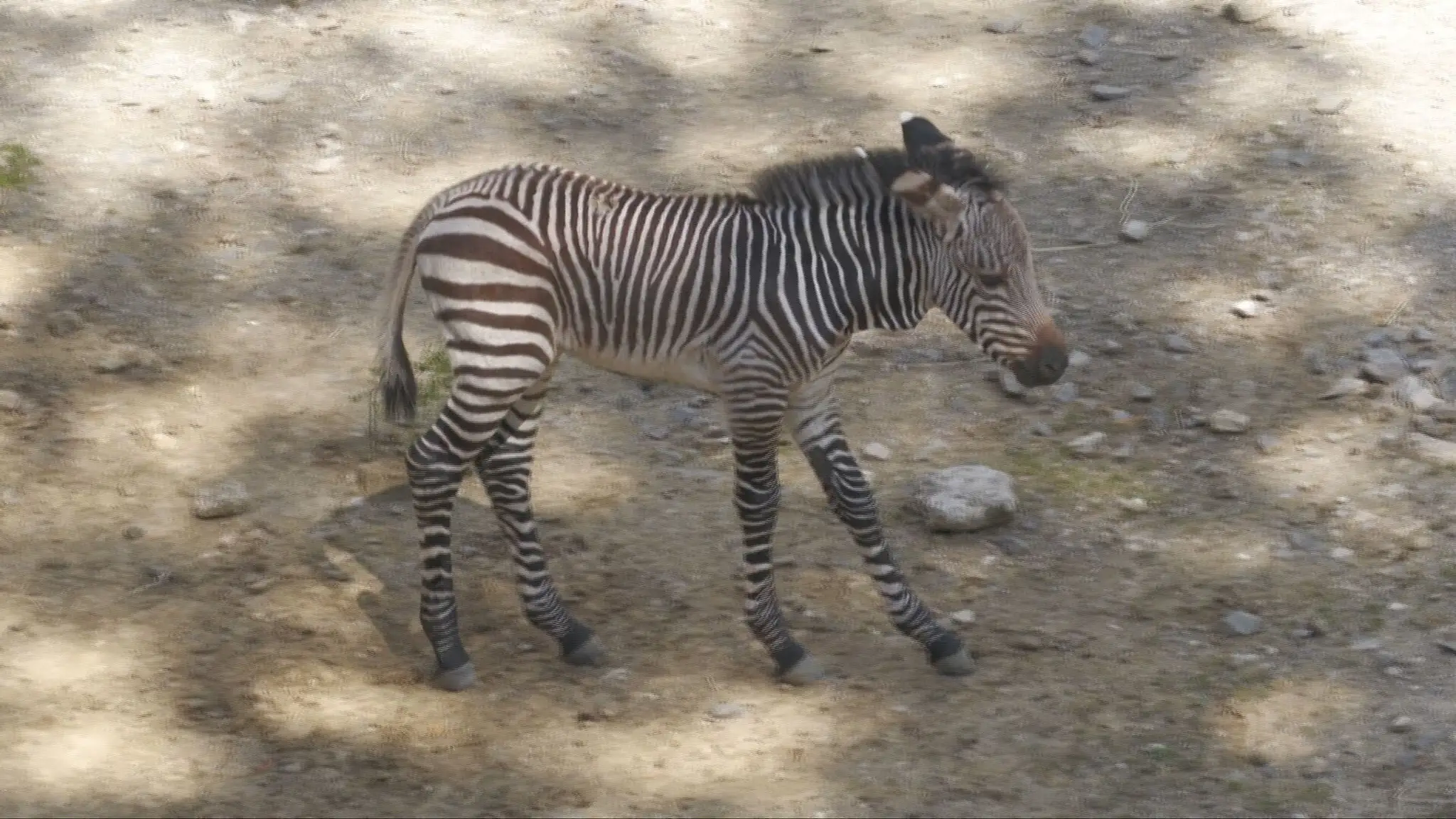 Zebra v Bojniciach