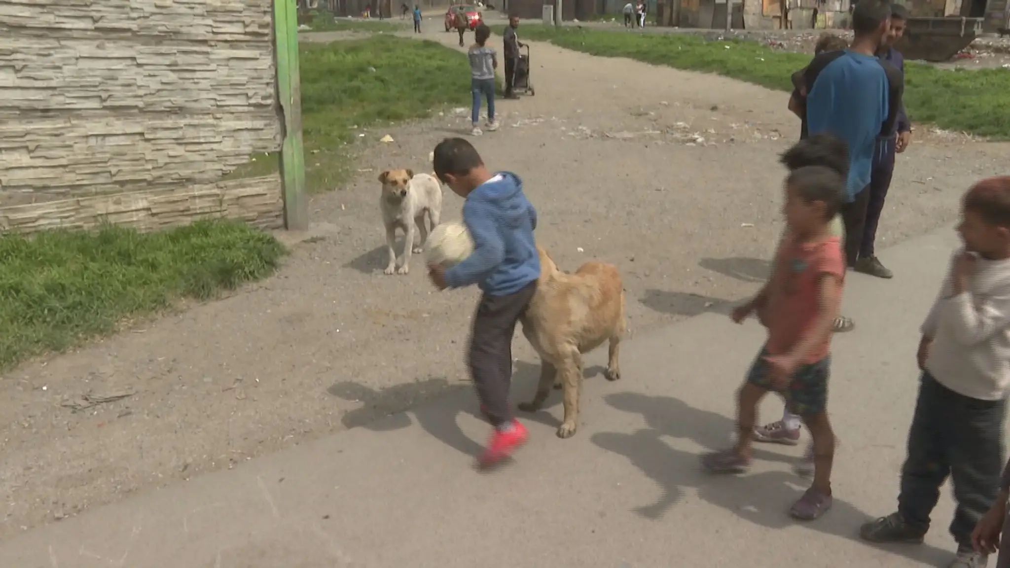 Psy v osade pri Košiciach.