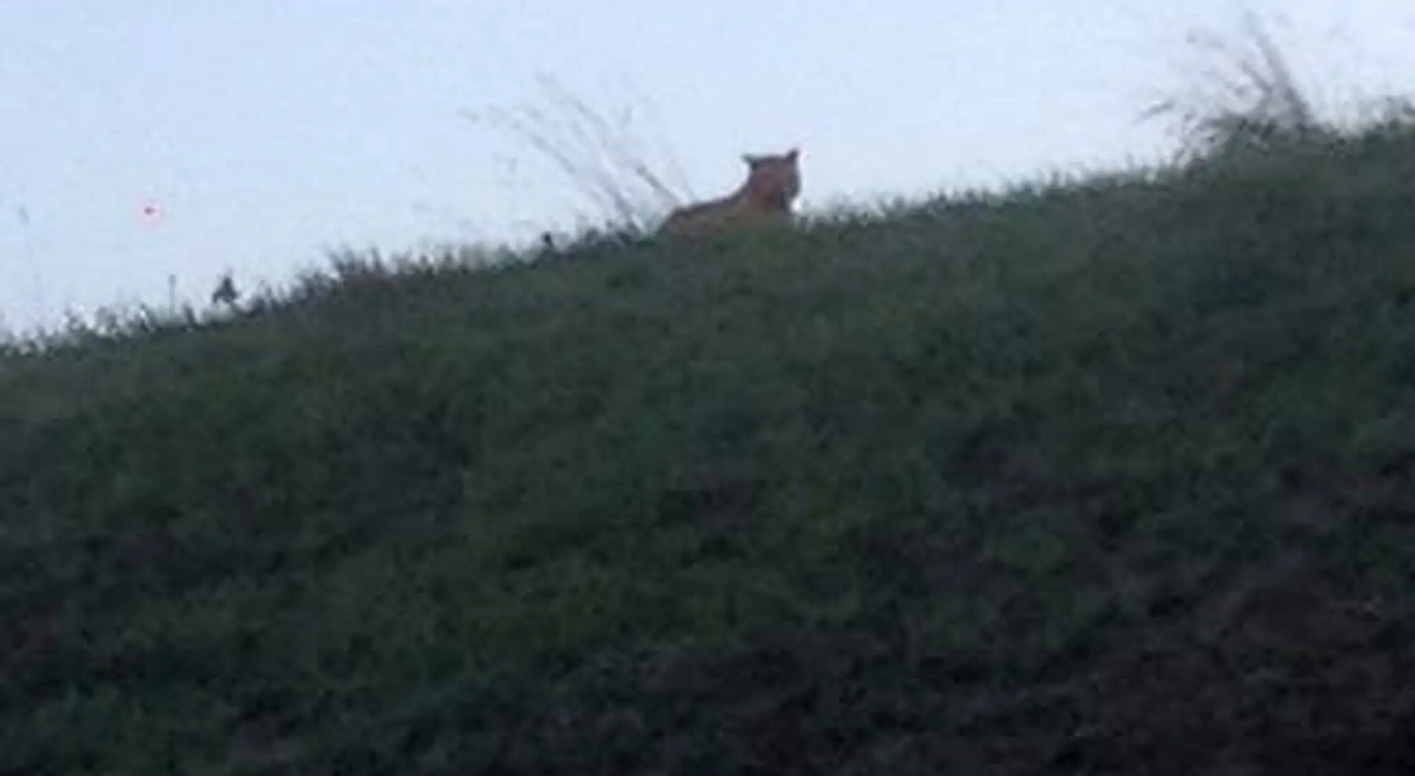 Tiger neďaleko Disneylandu pri Paríži