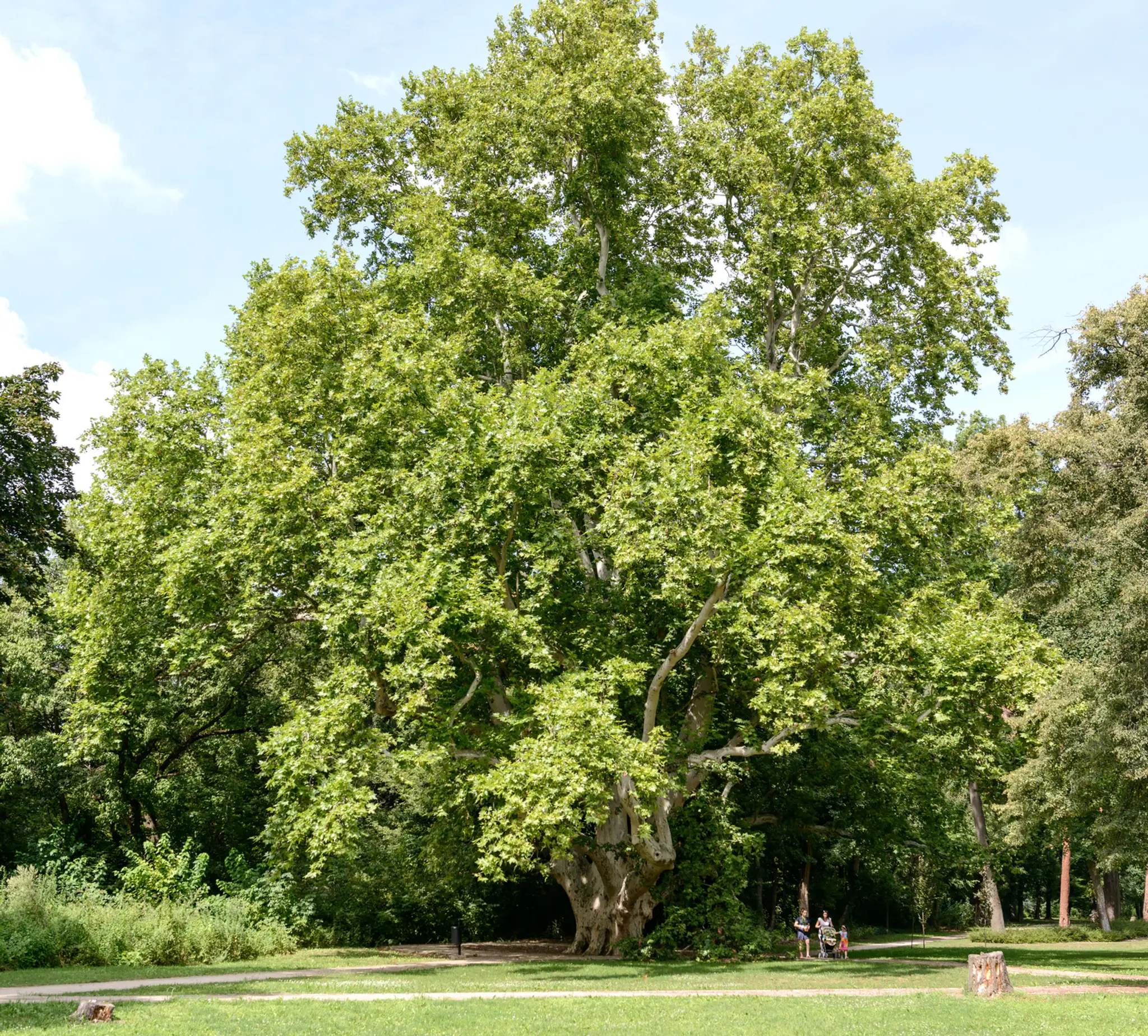 komjatice080814nr13174179.jpg