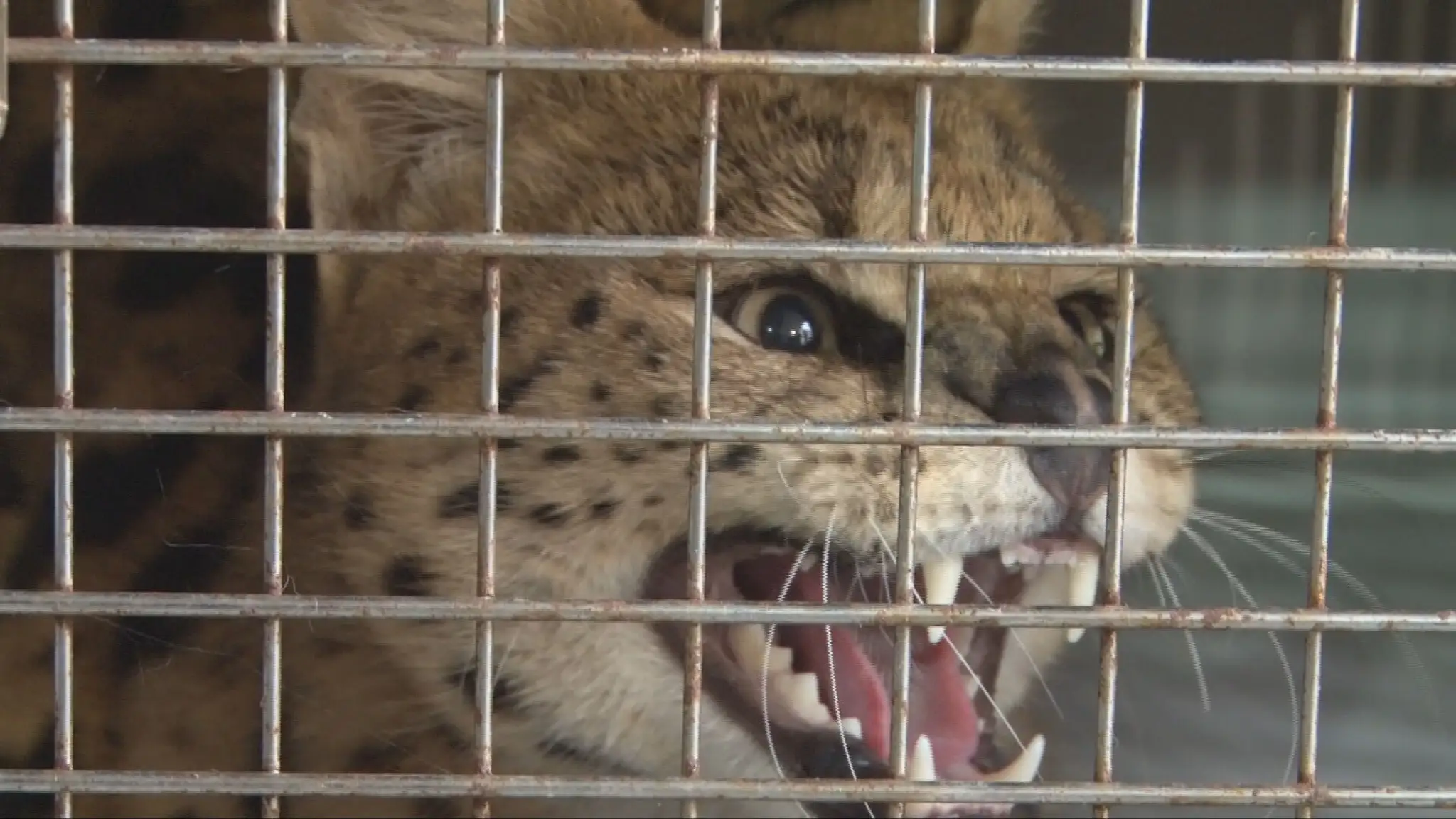 Serval africký