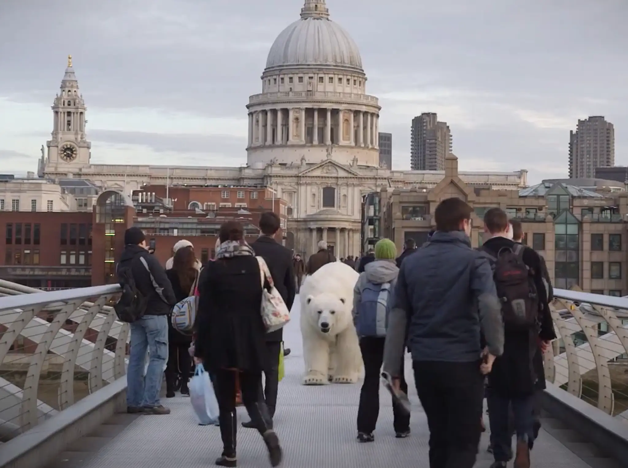 polar bear..png
