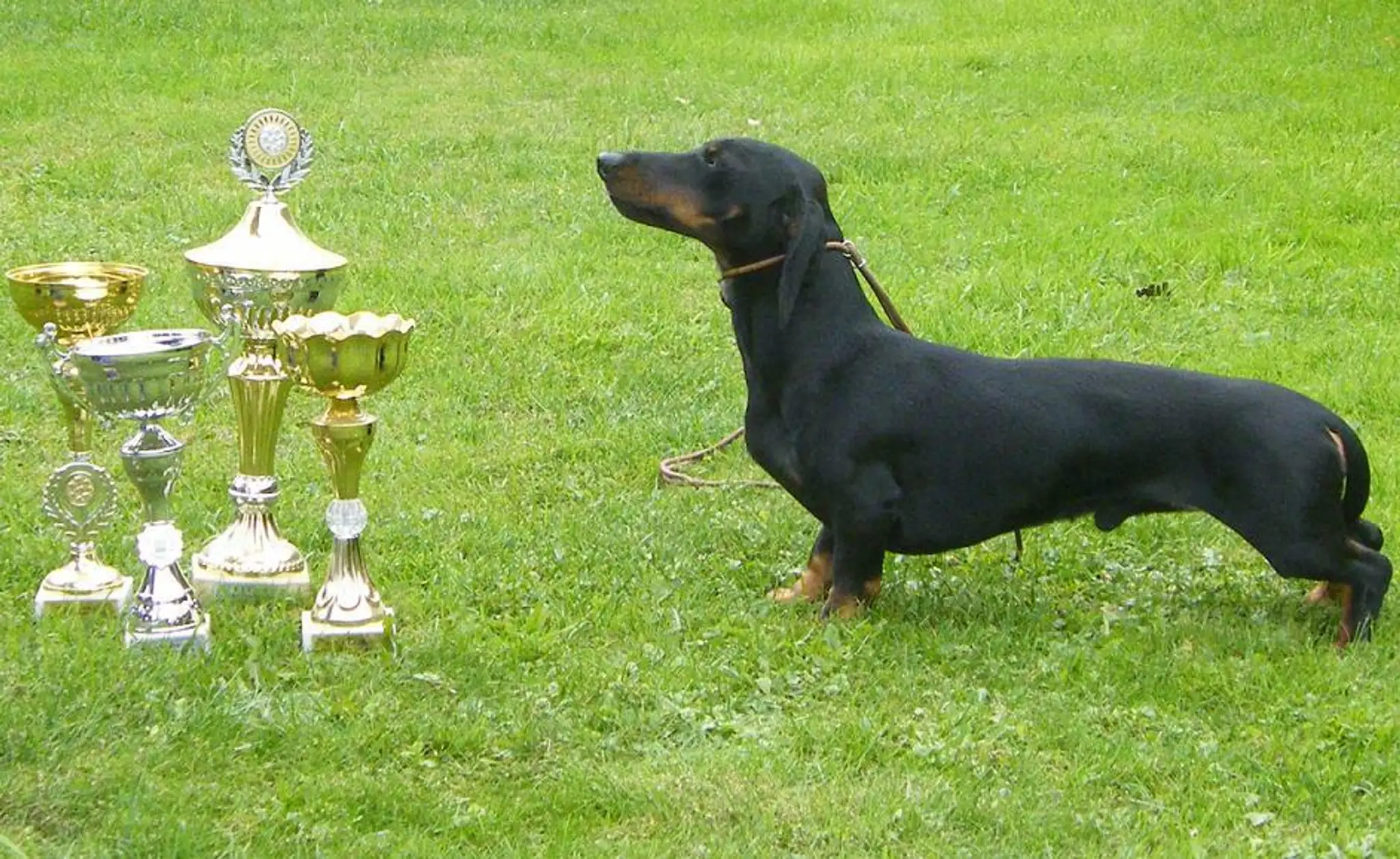 jazvecik.jpg
