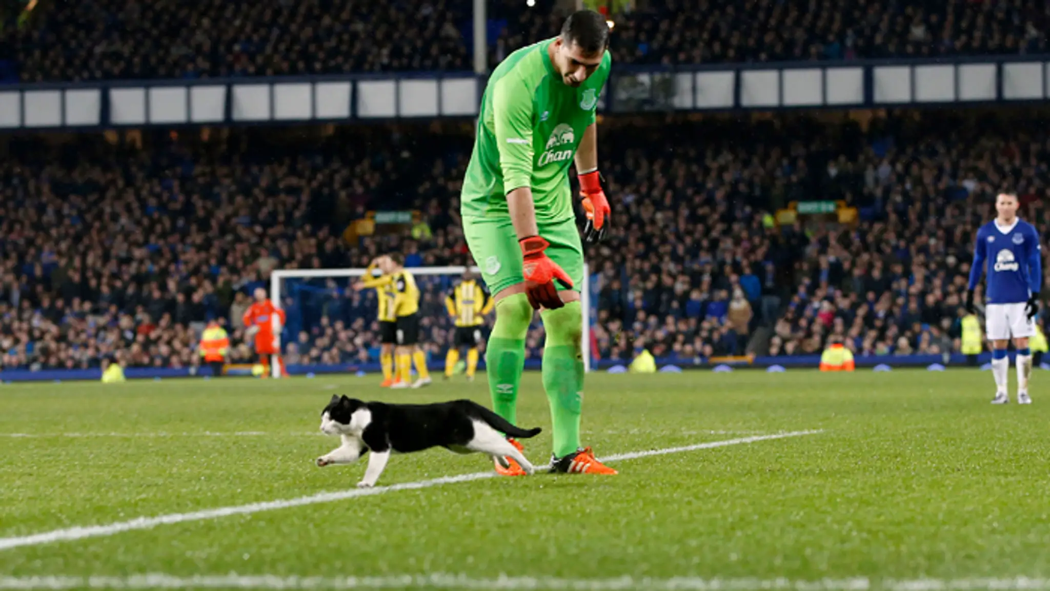 Brankár Evertonu Joel Robles sa snaží chytiť mačku, ktorá prišla na ihrisko počas zápasu Pohára FA Everton – Dagenham.