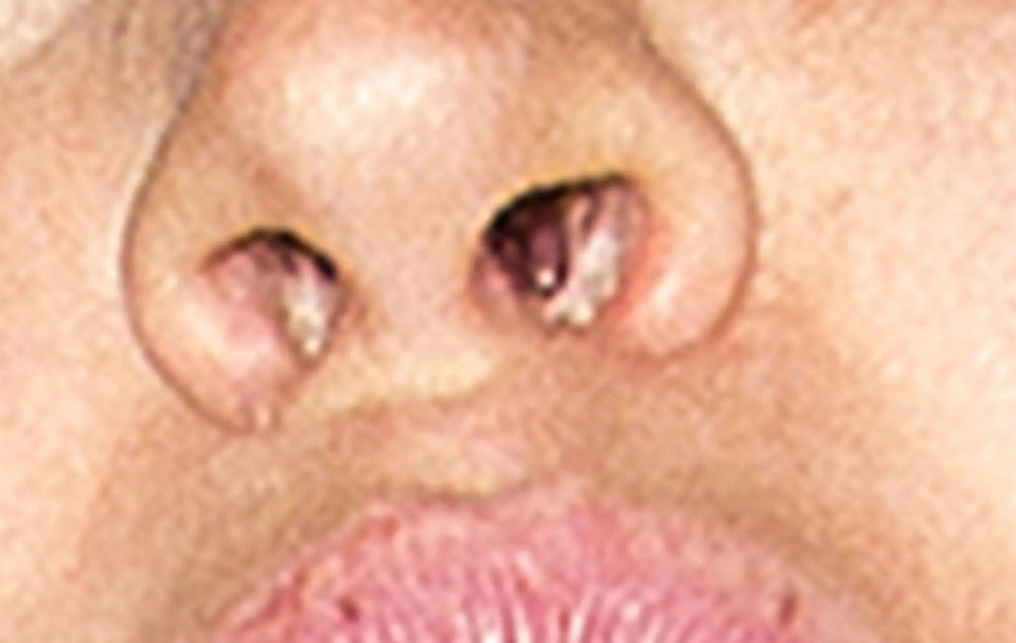 siplik.jpg