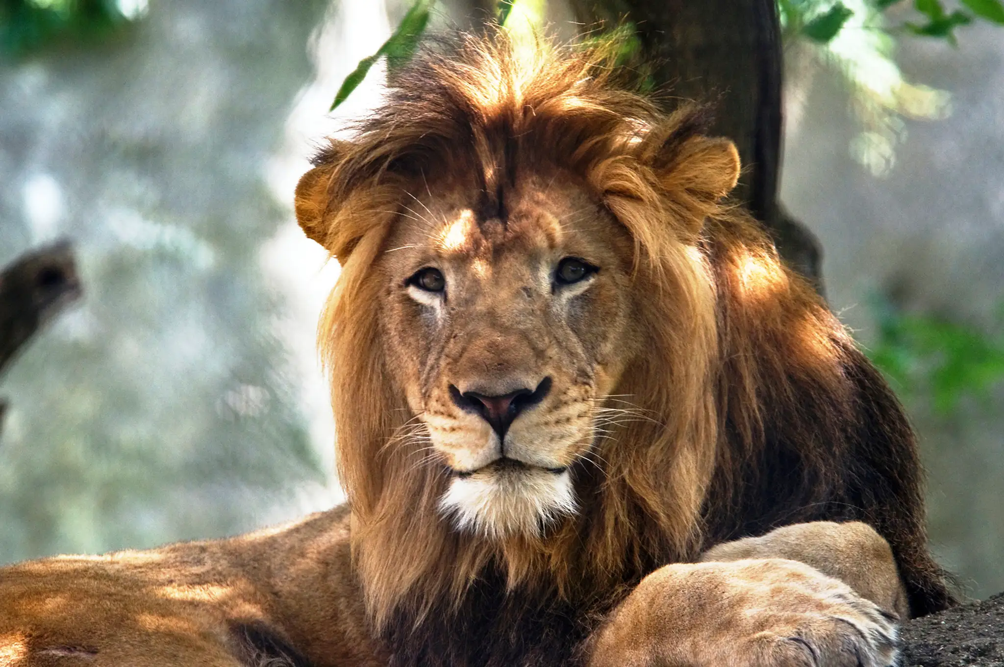 Lev Nyack, ktorého v zoo zabila levica